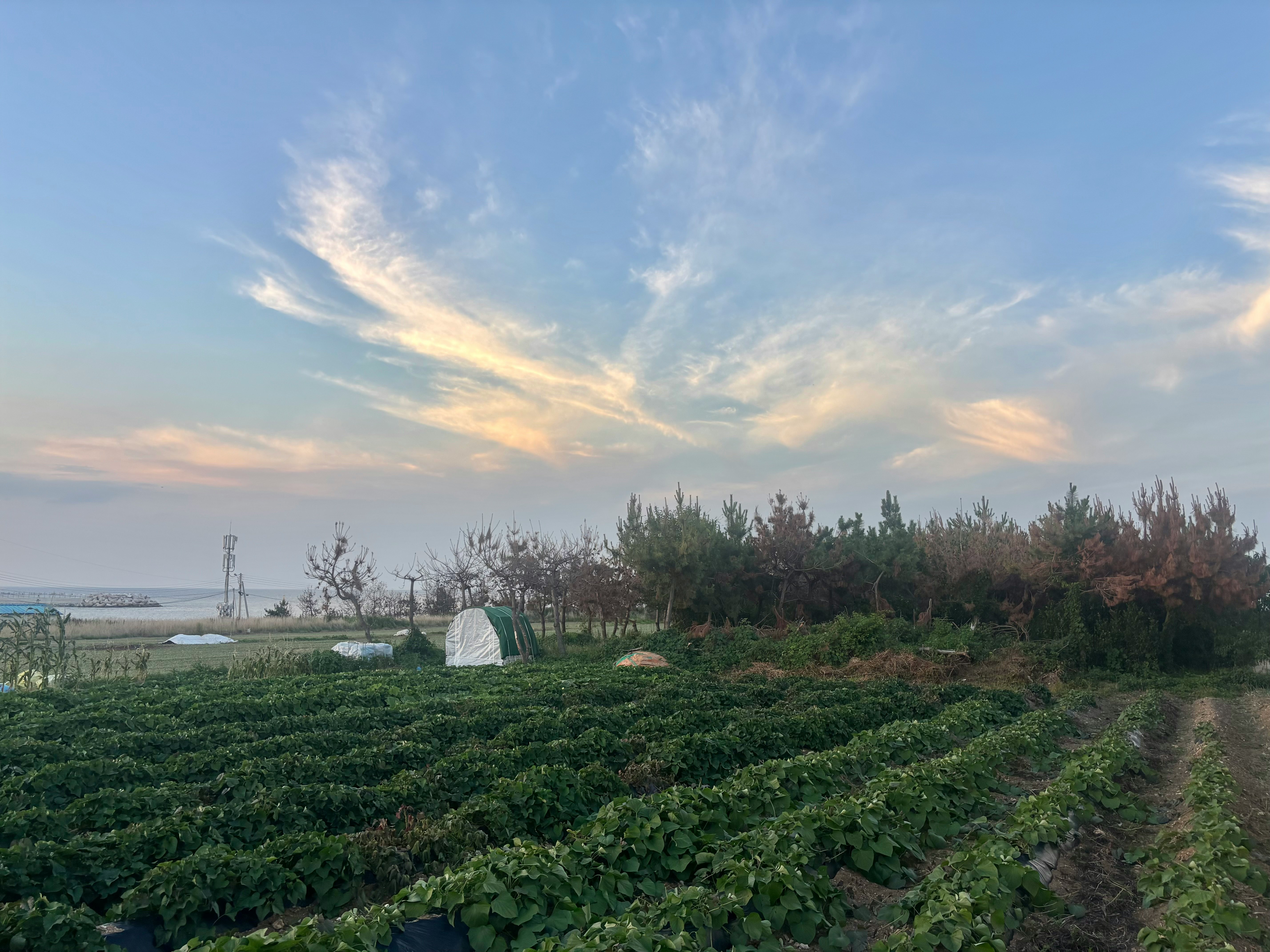 海辺の畑と低い茂みの小道、夕方の空