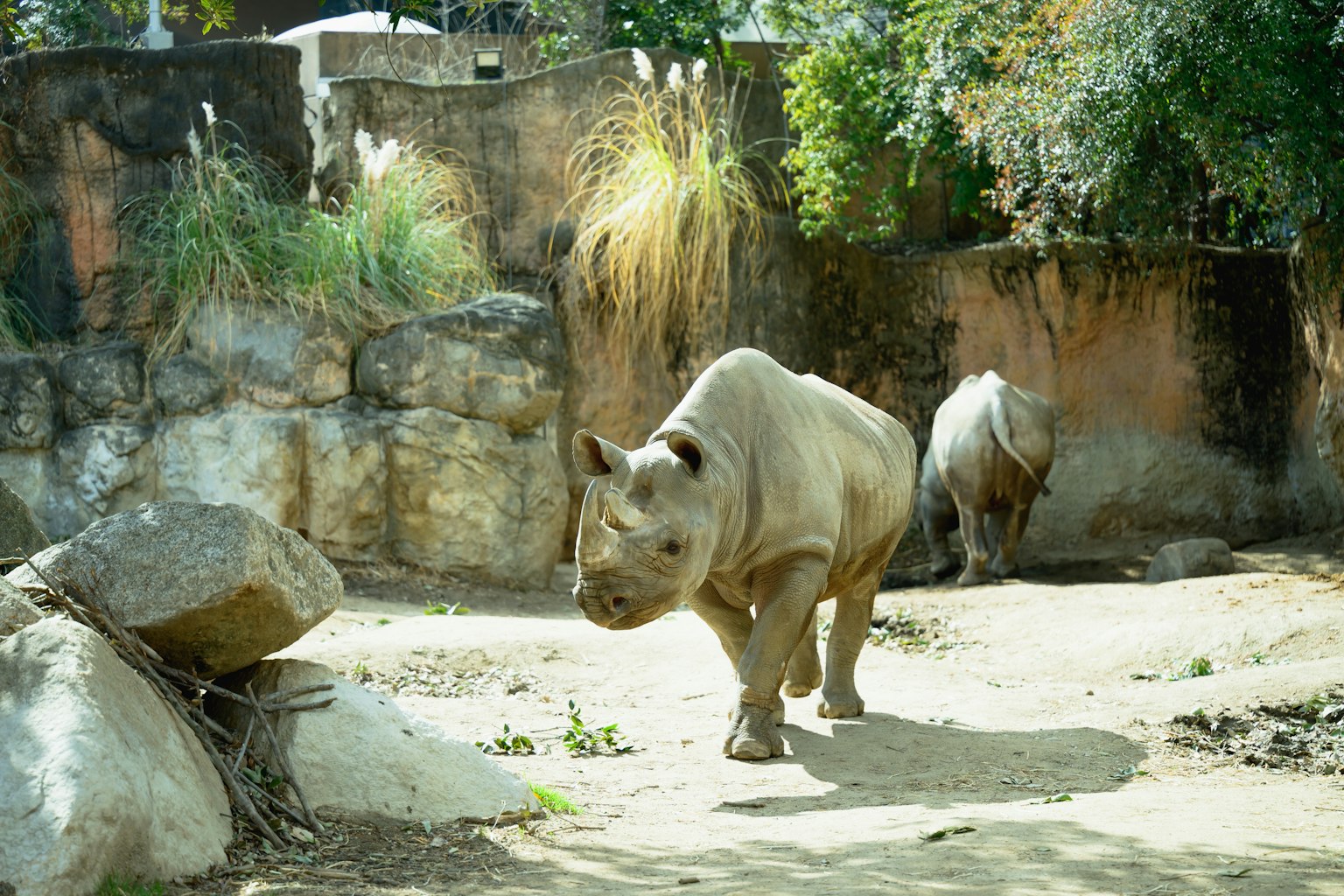 Rhinocéros marchant dans un zoo avec des rochers et de l'herbe en arrière-plan