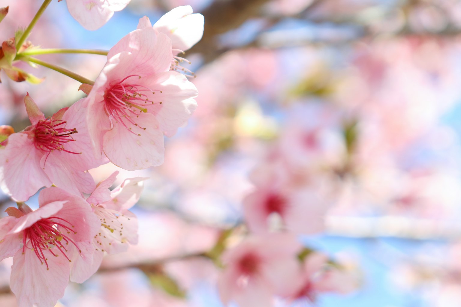 Acercamiento de flores de cerezo en rosa suave contra un cielo azul