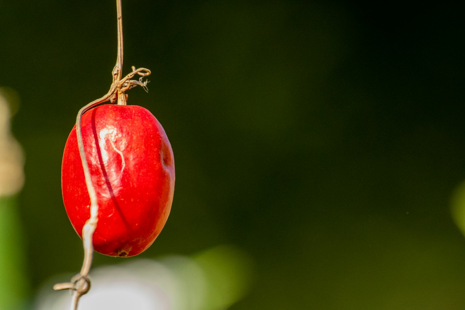 Buah merah cerah tergantung di atas tanaman