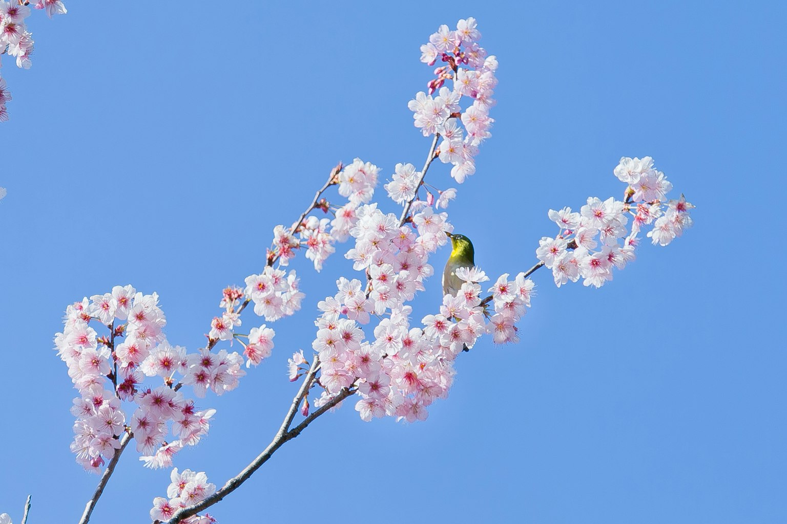 Fleurs de cerisier en fleurs avec un petit oiseau sur un fond bleu