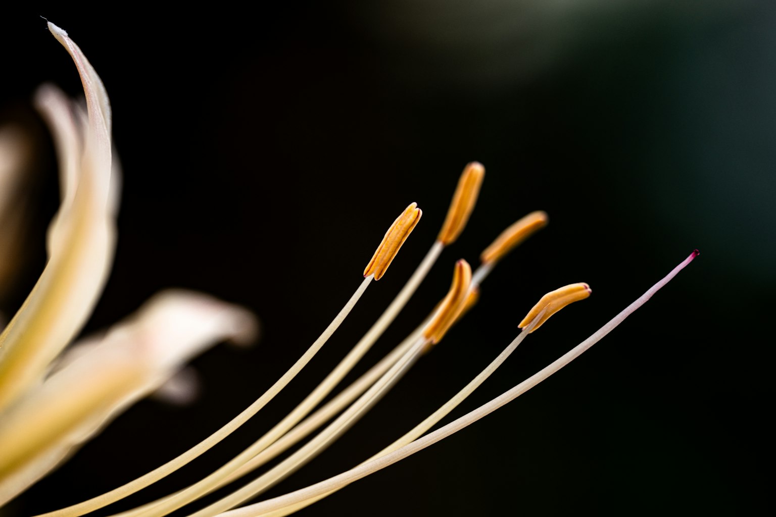 Cận cảnh nhị hoa với nhị vàng nổi bật