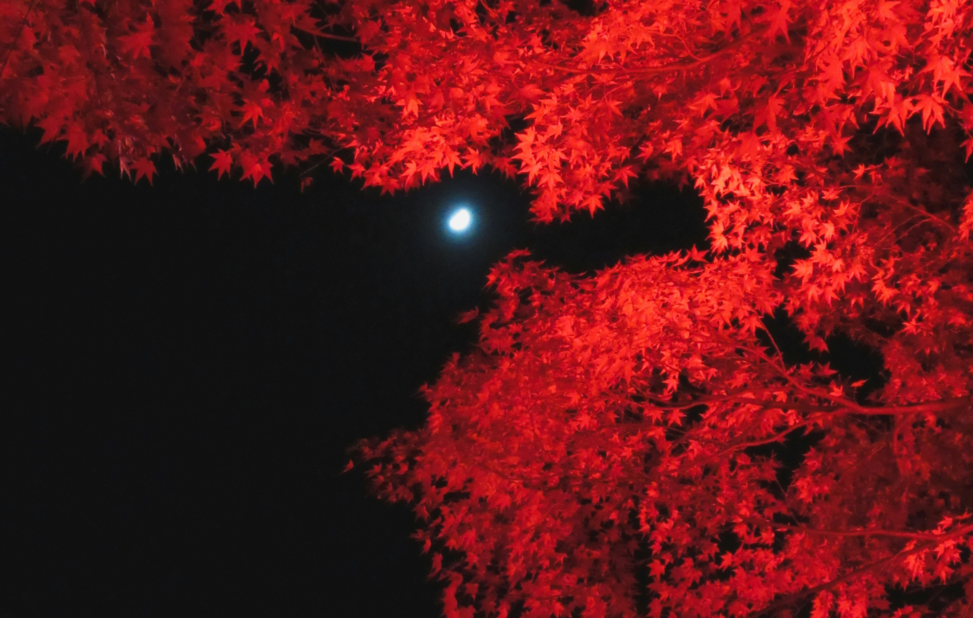 夜空に浮かぶ月と赤い紅葉の木々