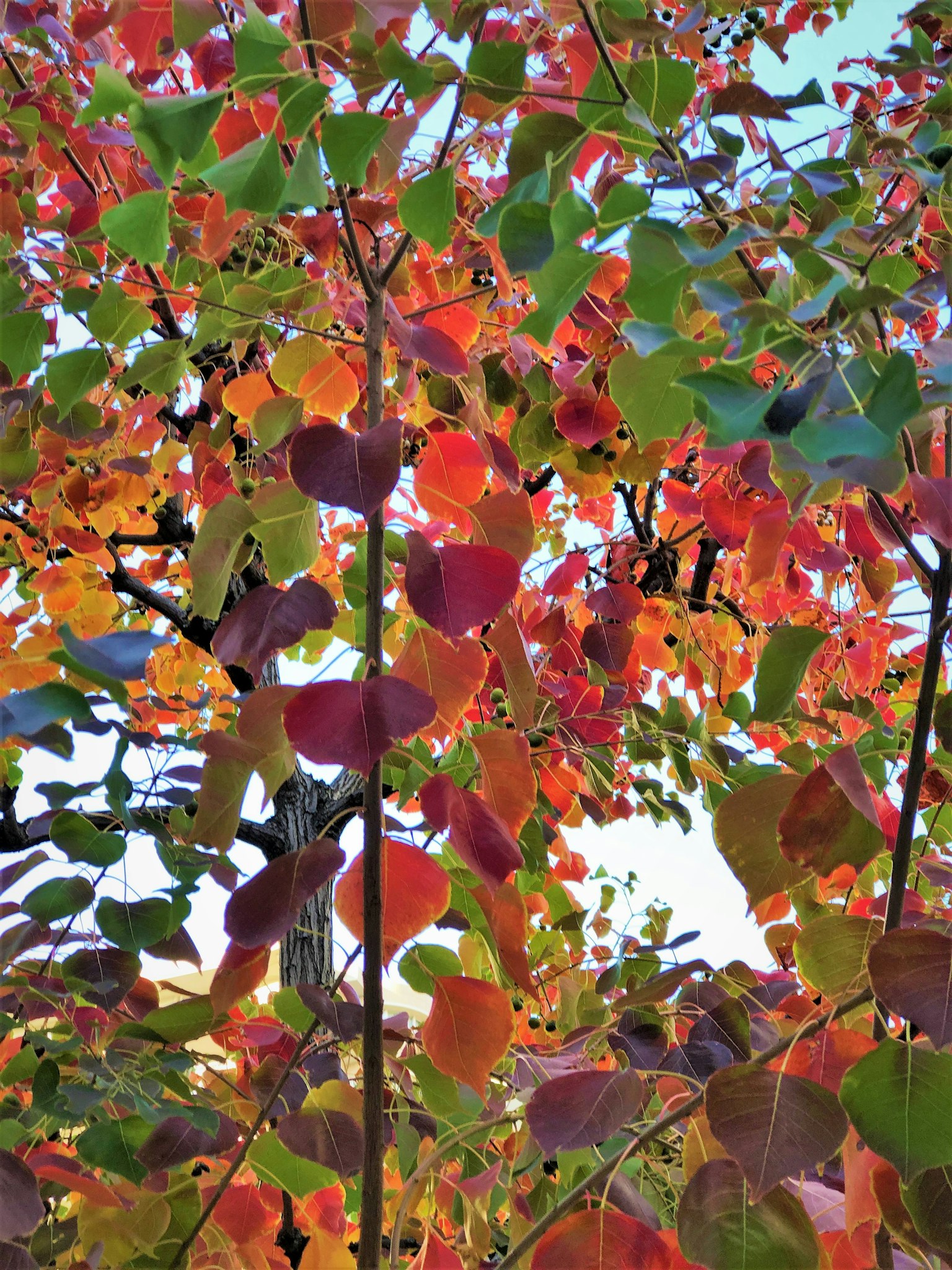 Lebendige Herbstblätter in verschiedenen Farben an Baumzweigen