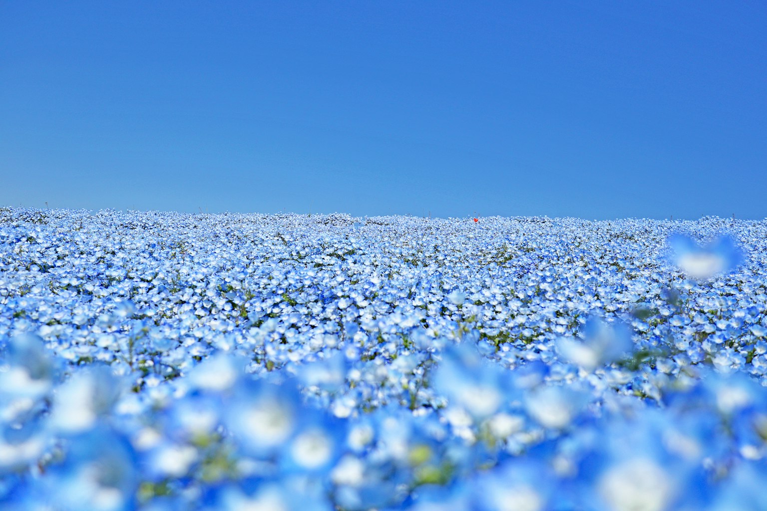 Campo de flores azules bajo un cielo azul claro
