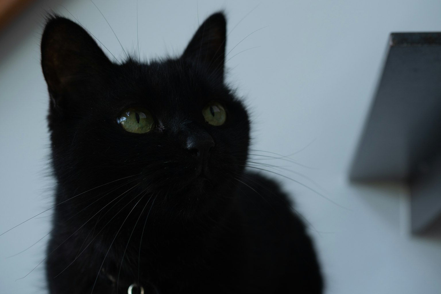 Primo piano di un gatto nero con occhi verdi brillanti su uno sfondo morbido