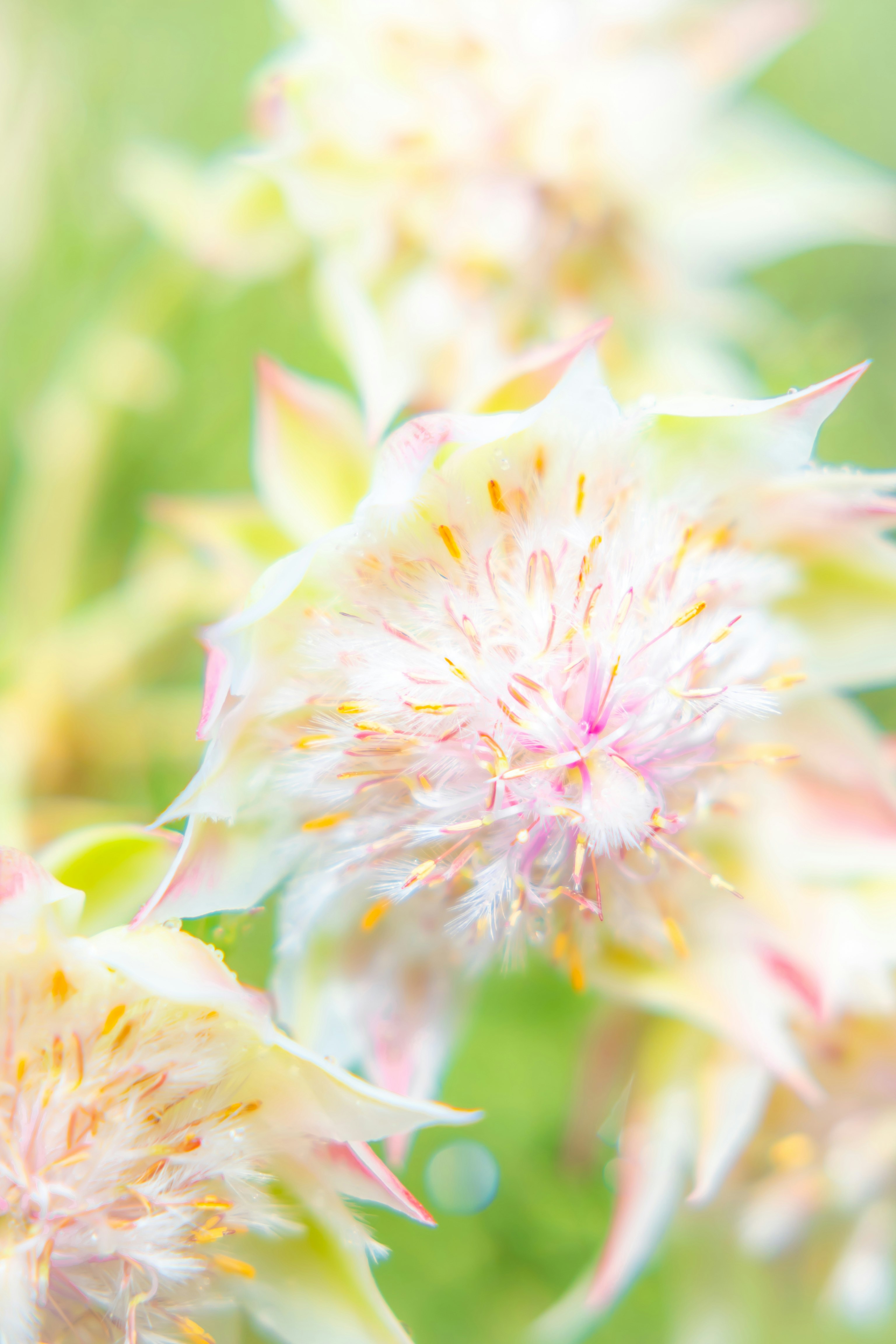 淡い花の写真 | ロイヤリティフリー & 高解像度画像を無料 淡い花の写真 | ロイヤリティフリー & 高解像度画像を無料
