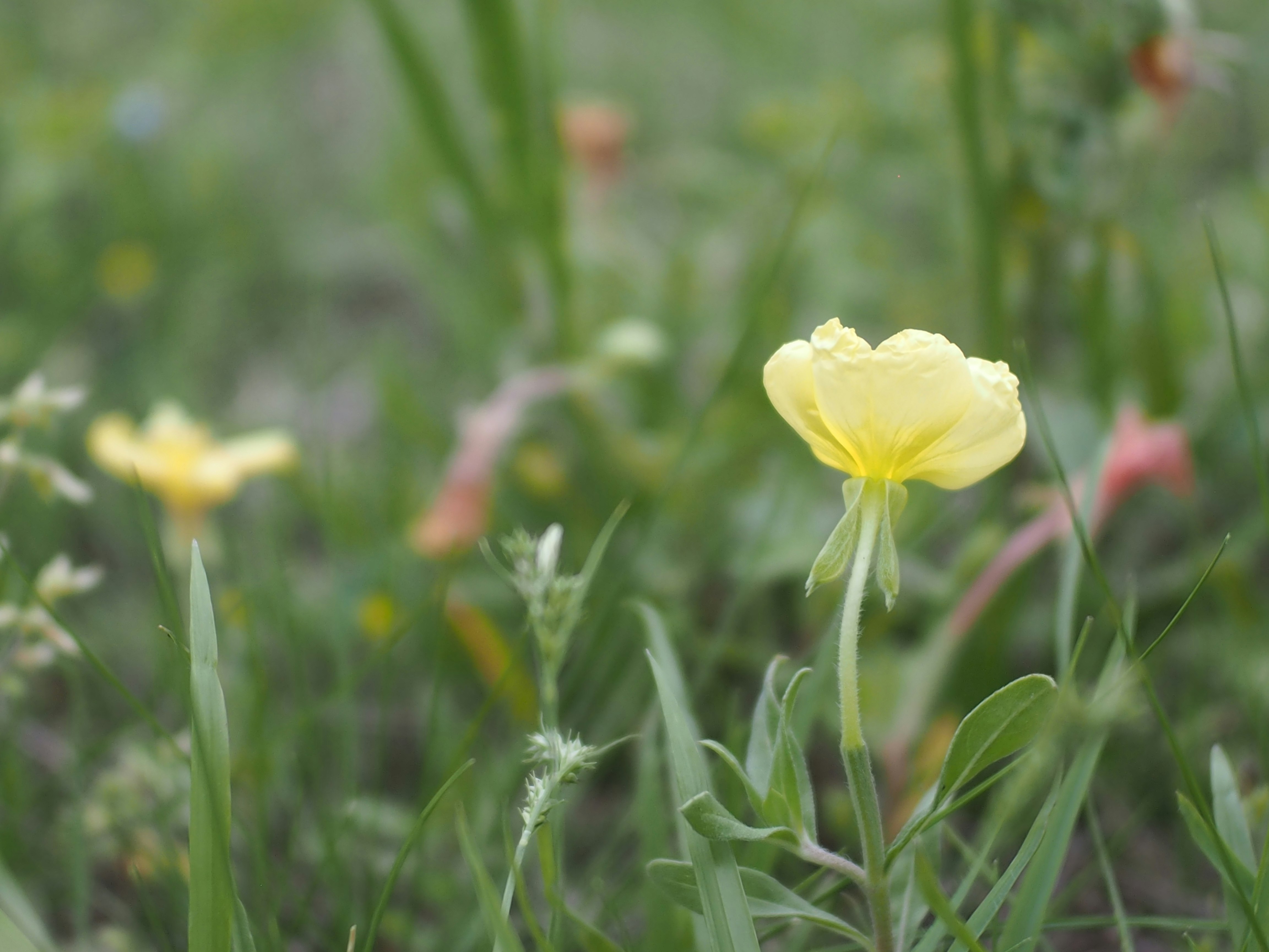 Nahaufnahme einer gelben Blume im Gras
