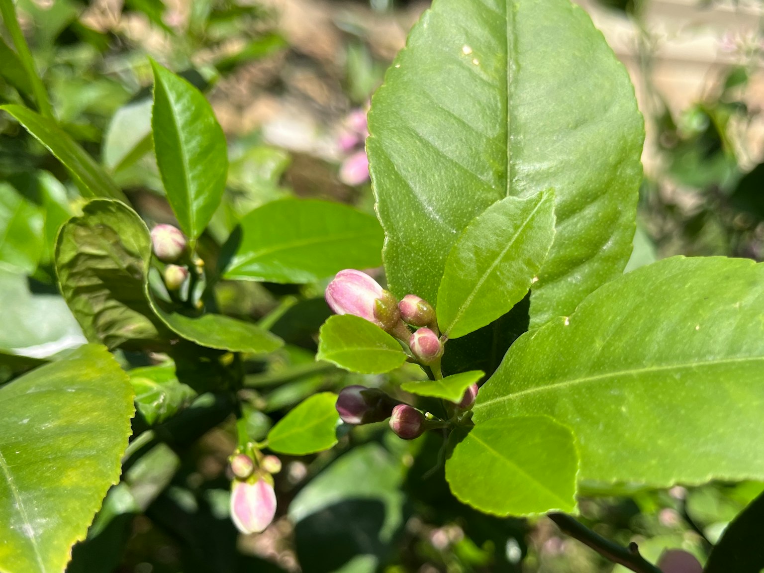 柑橘植物的特写，带有新鲜的绿色叶子和花蕾