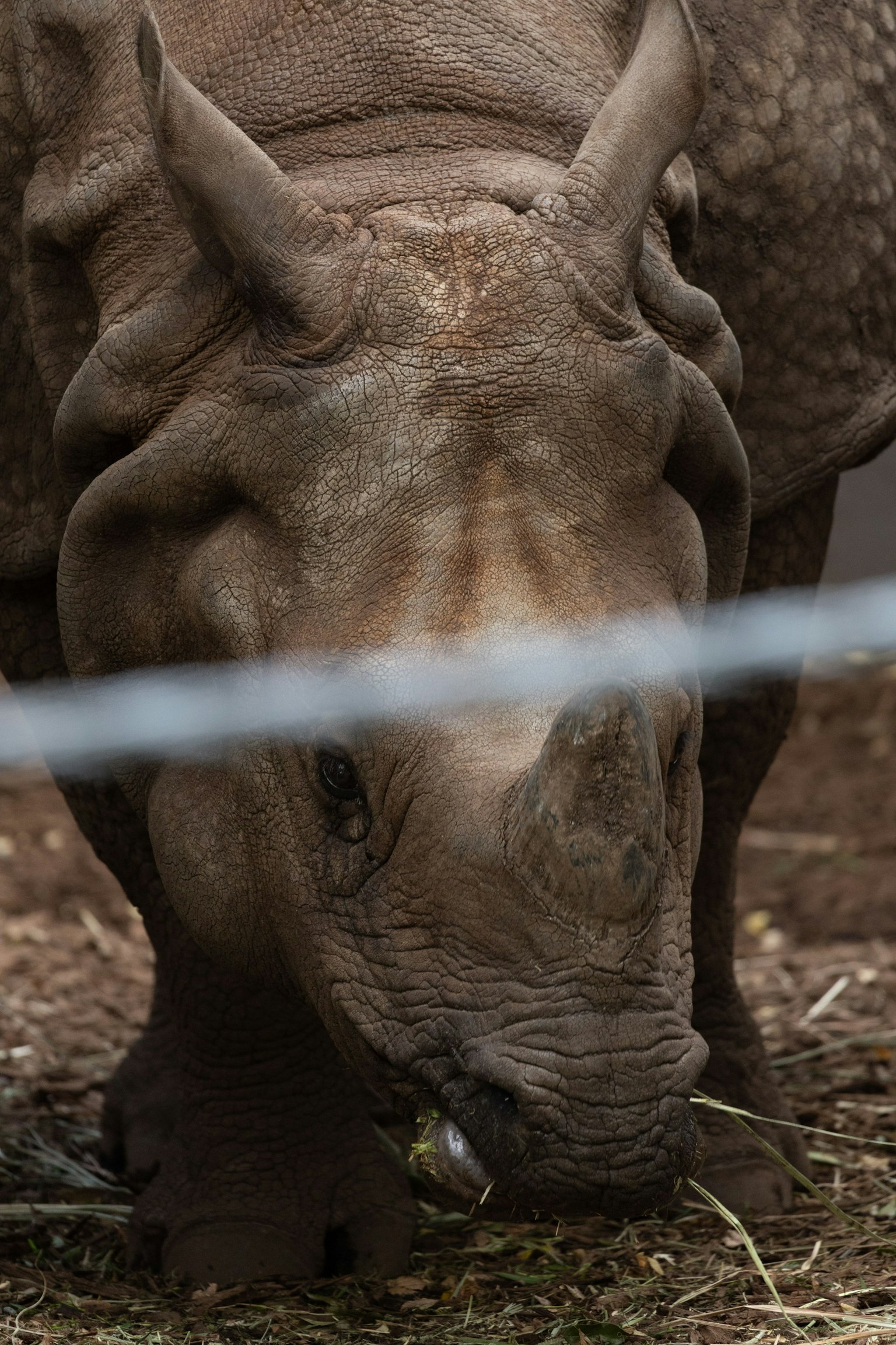 Close-up of a rhinoceros eating grass