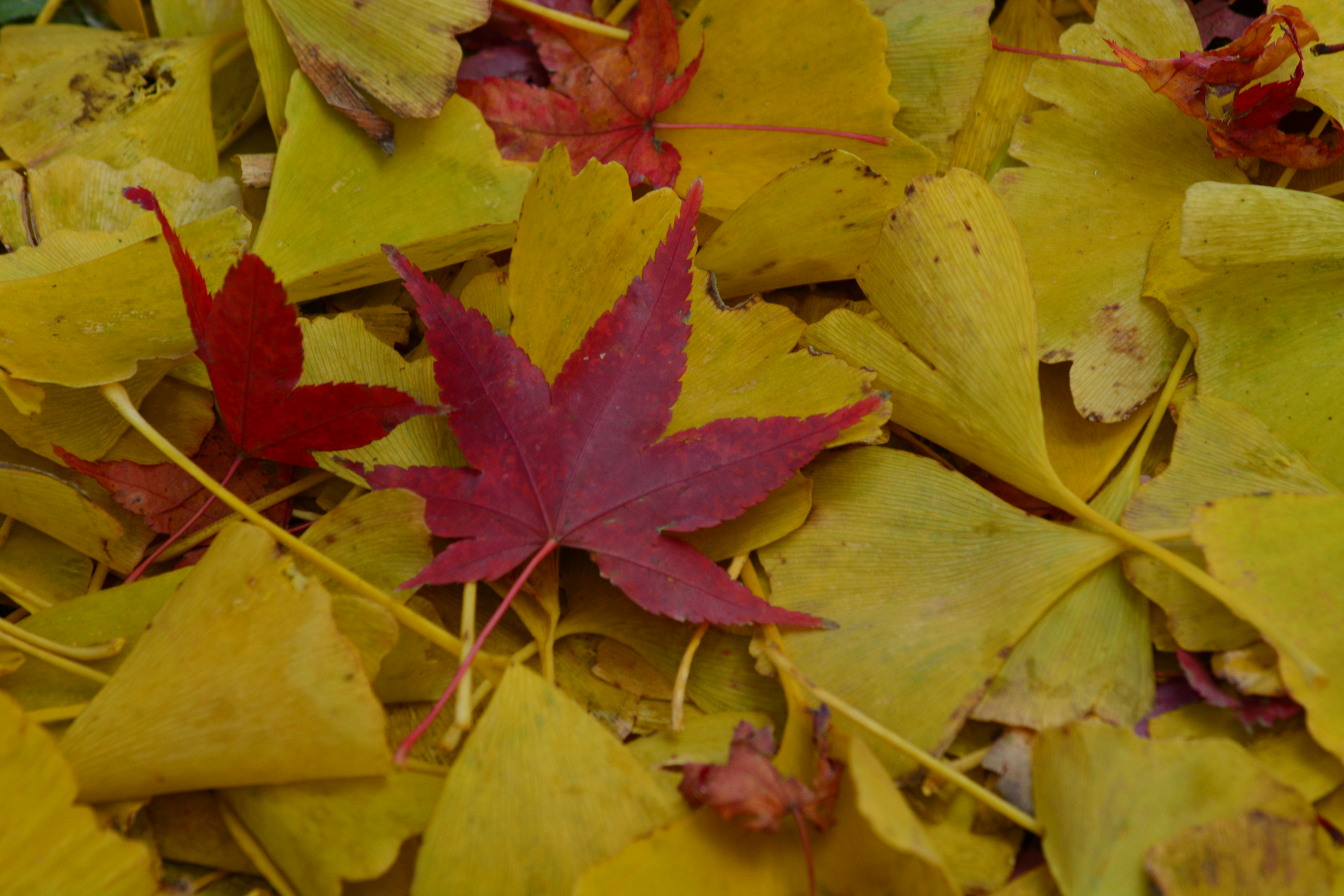 Feuilles d’automne tombées, tapis de jaune et de rouge