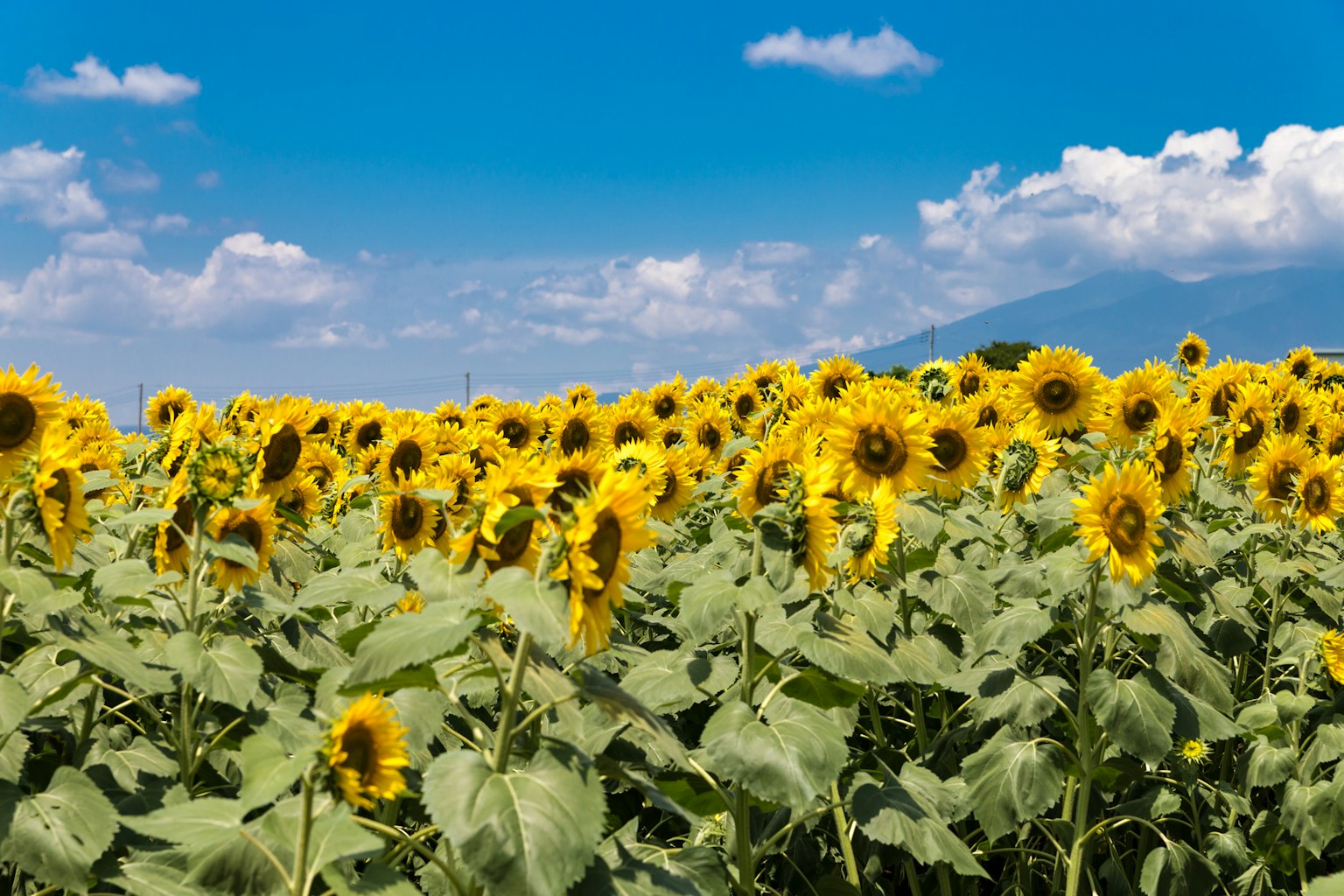 Campo di girasoli vibrante sotto un cielo azzurro