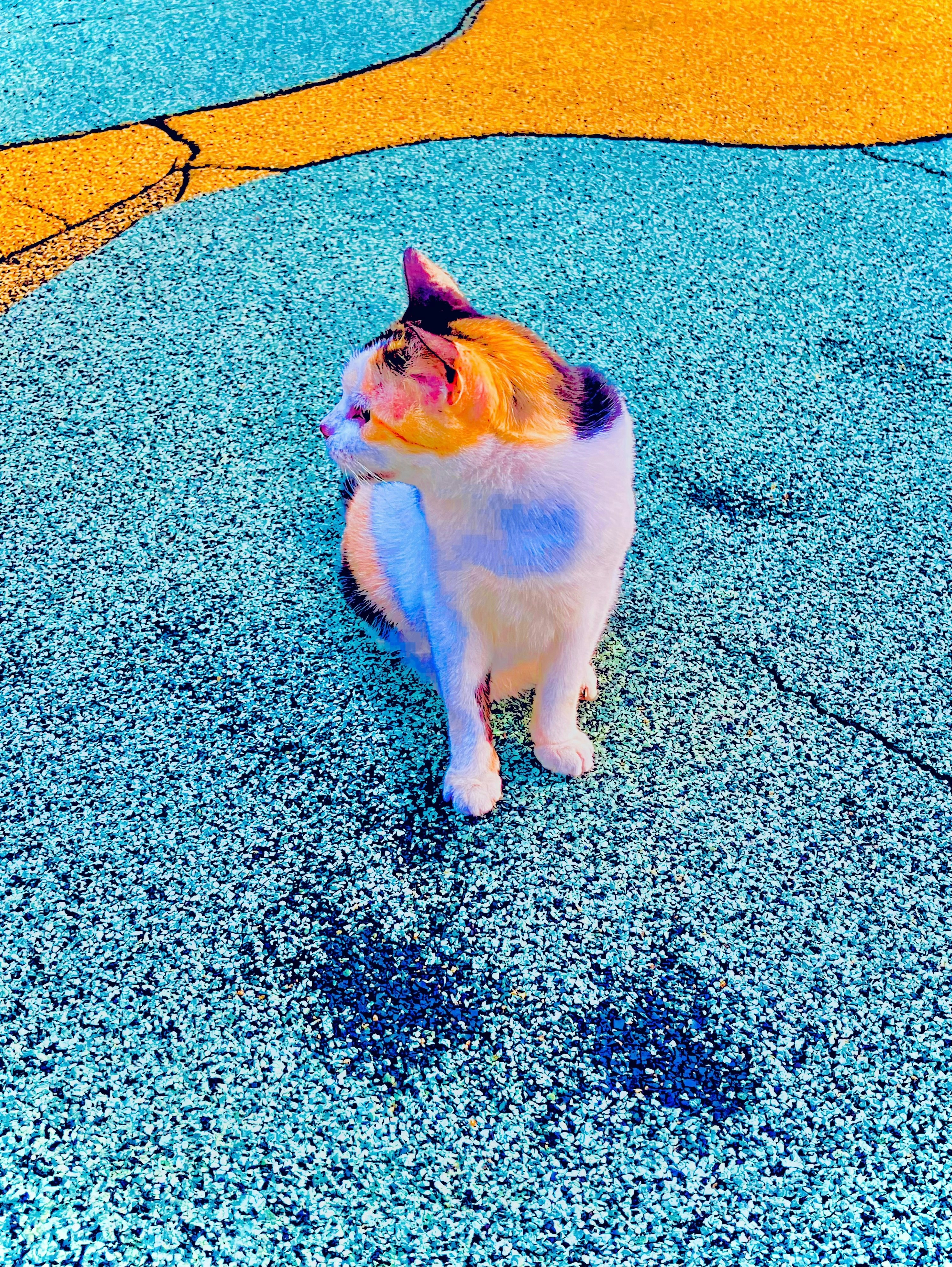 青い砂利の上を歩く三毛猫