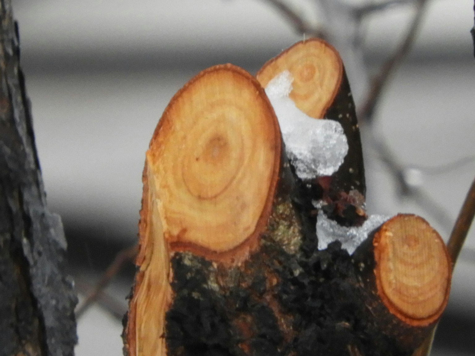 Close-up of a tree stump showing rings and white snowy residue