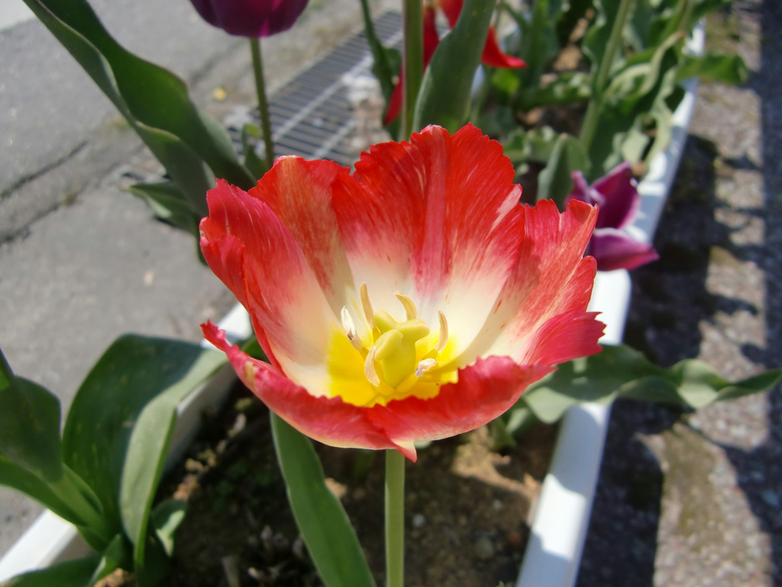 Bunga tulip merah dan putih mekar