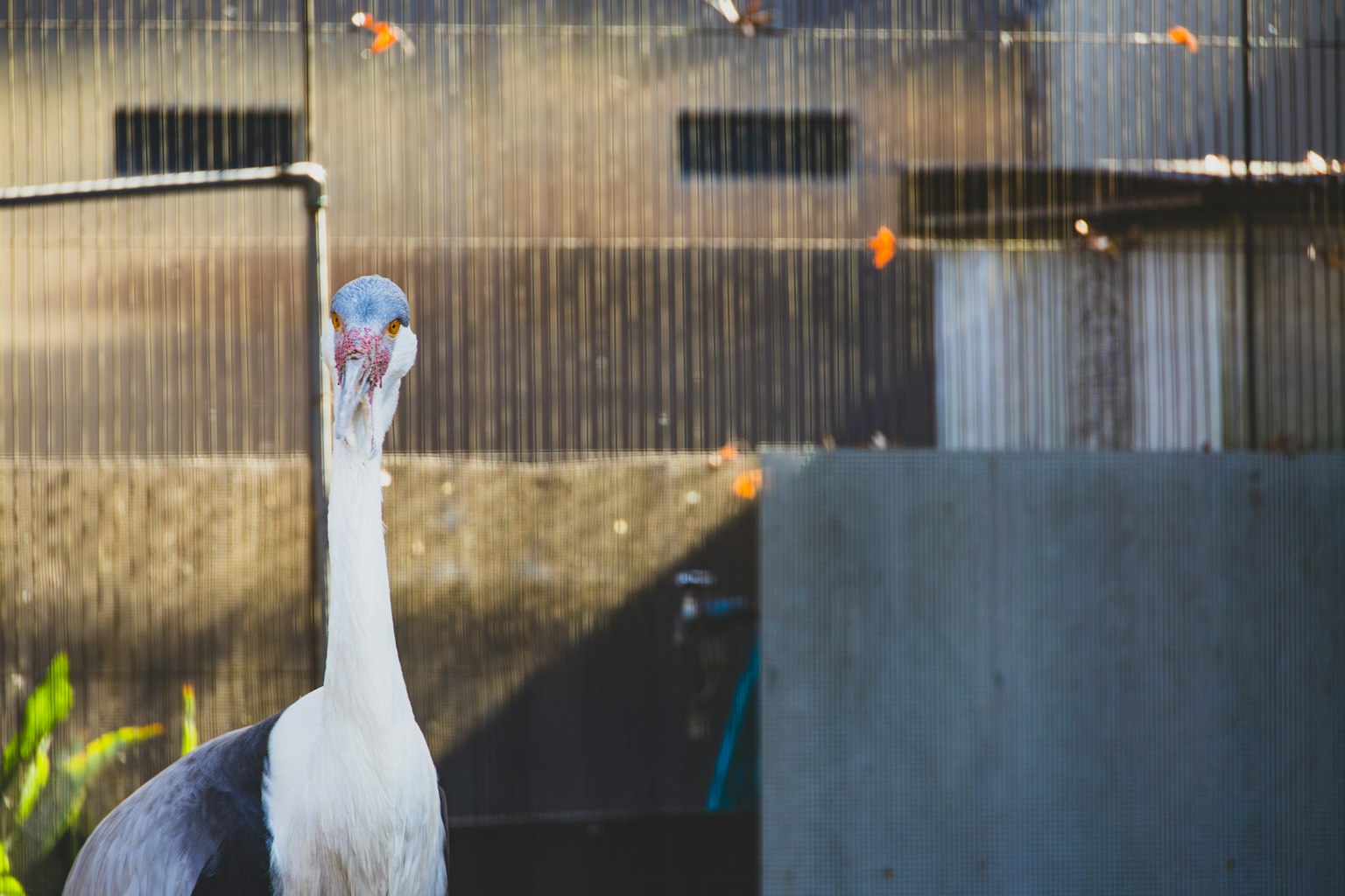 Ein Vogel mit weißem Körper und schwarzen Flügeln in einem Käfig