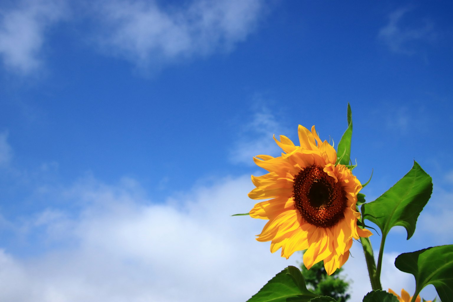 푸른 하늘 아래 피어 있는 해바라기