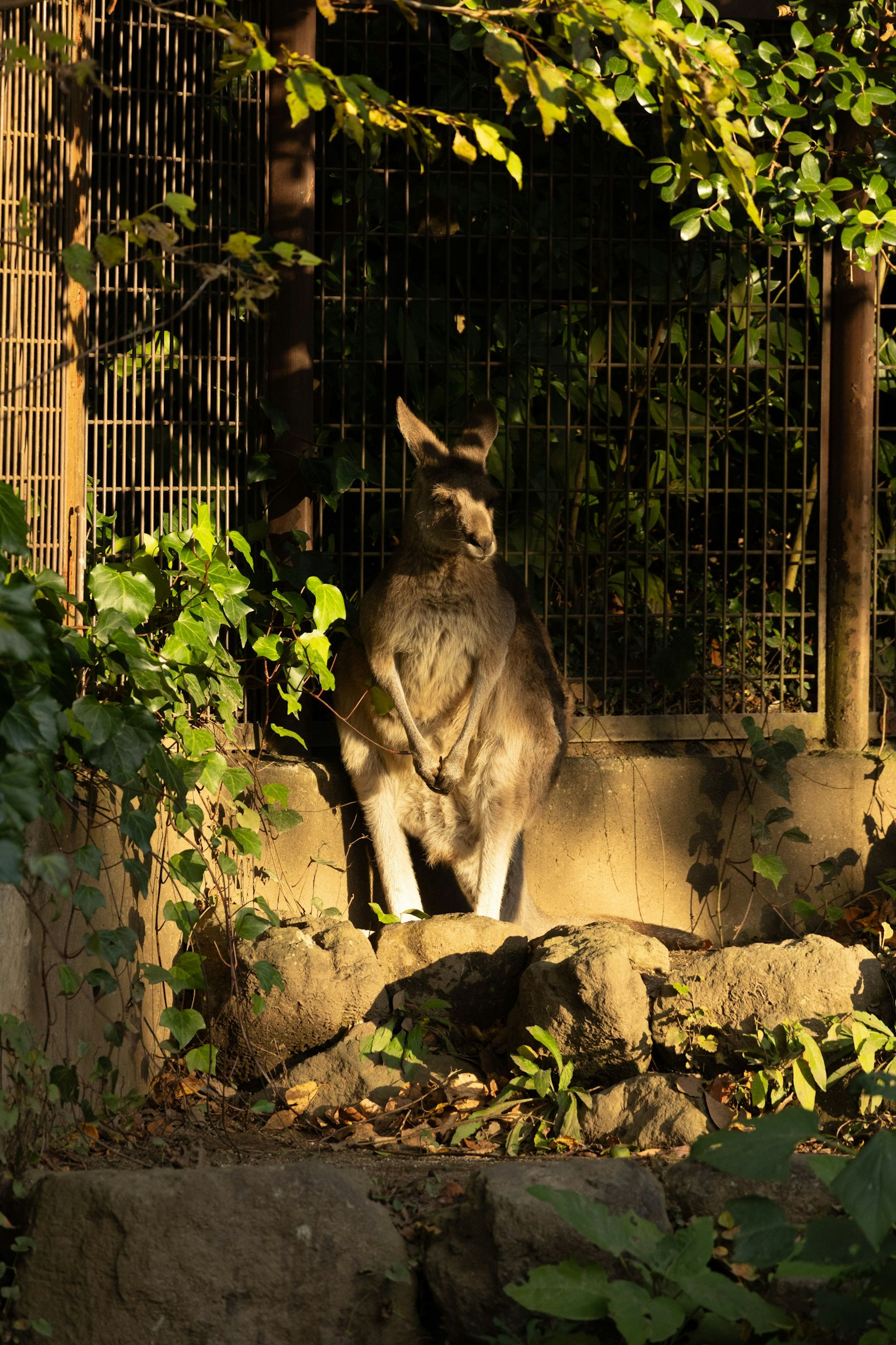 Canguro in piedi al sole circondato da piante verdi