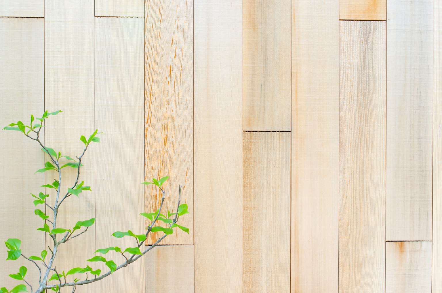 Parete in pannelli di legno chiaro con un ramo verde