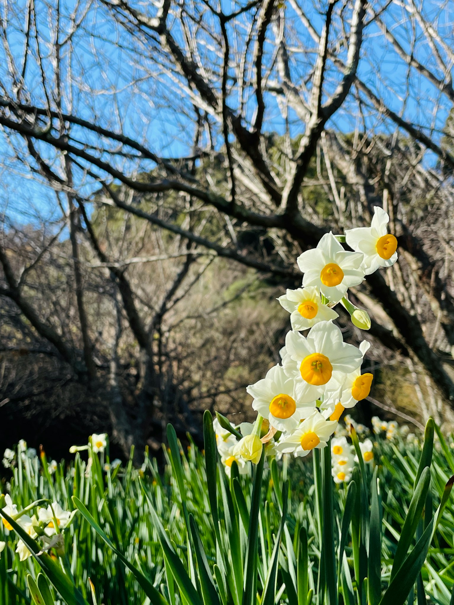 Sekelompok bunga daffodil putih mekar di taman dengan langit biru cerah dan pohon telanjang di latar belakang