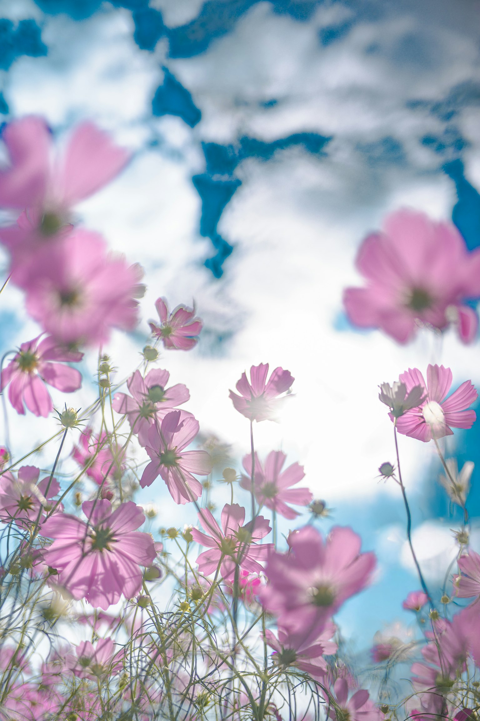 青空と白い雲の下に咲くピンクの花々の群れ