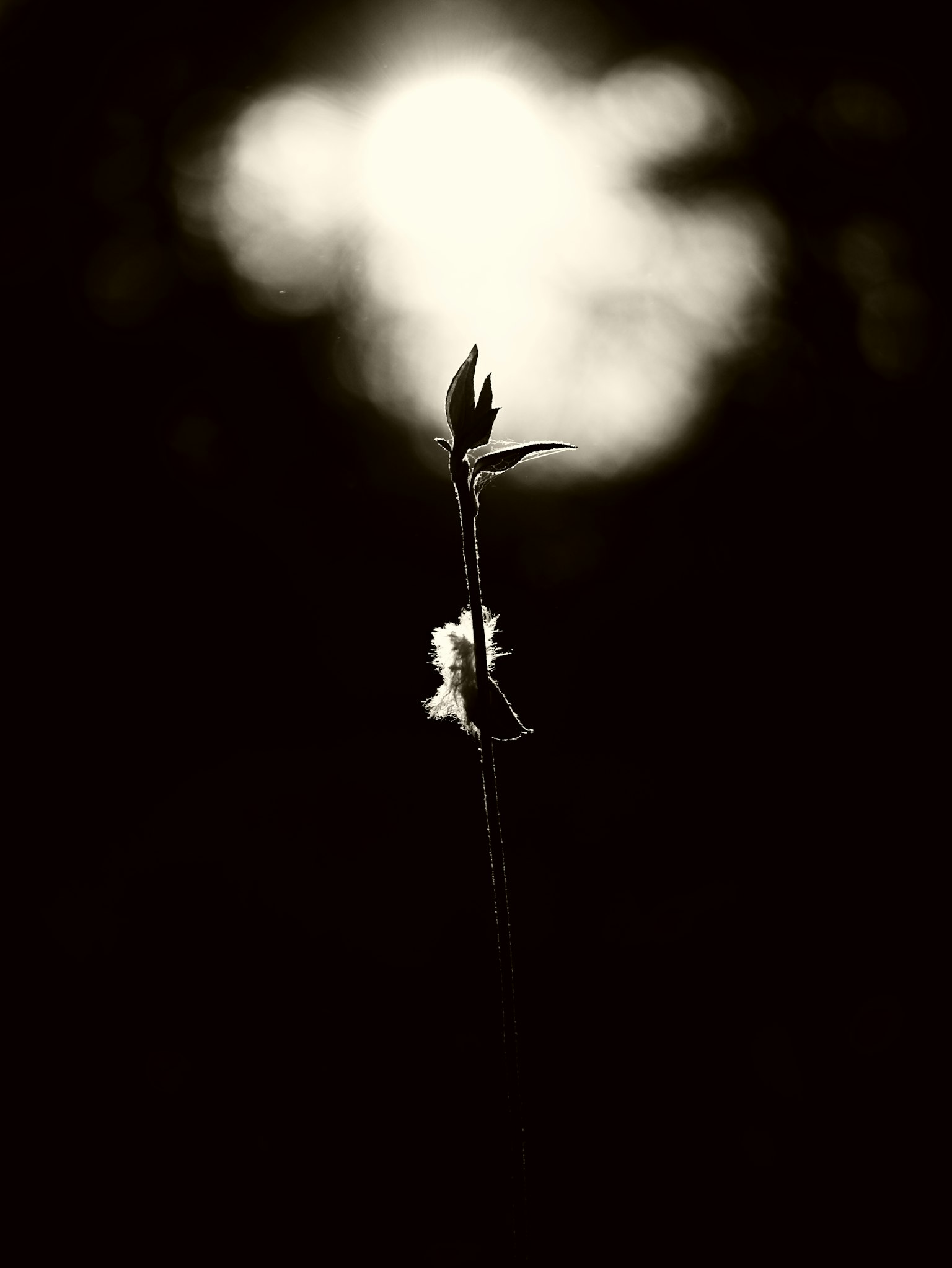 A small plant bud illuminated against a dark background