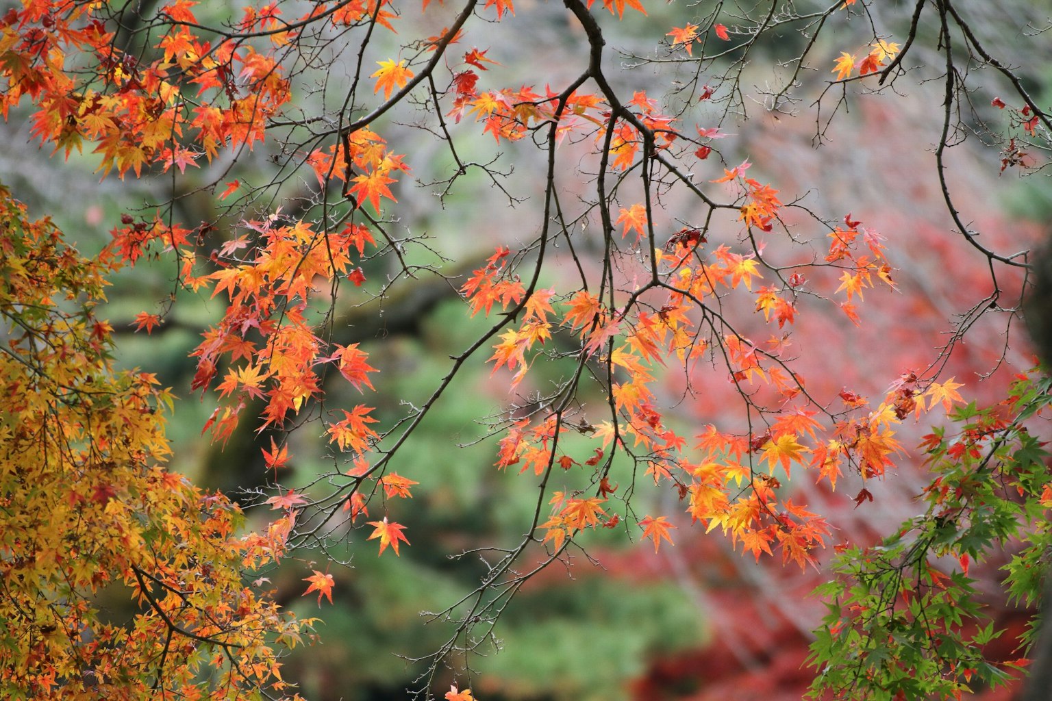 Branches of autumn trees with vibrant orange leaves