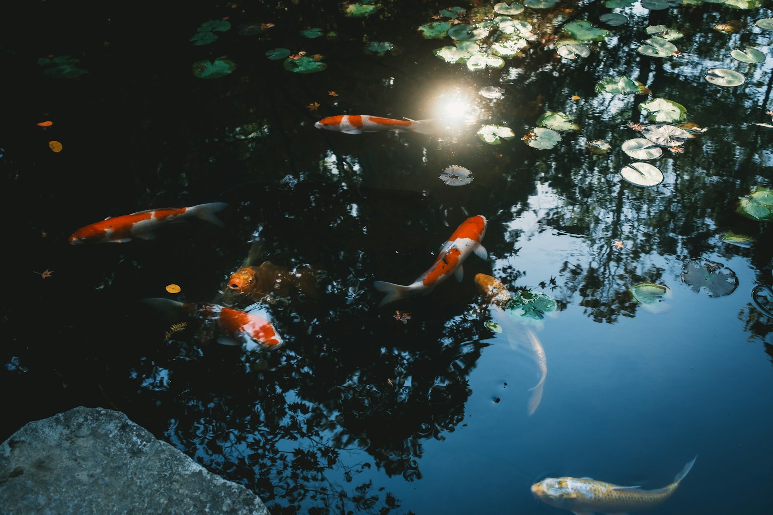 Eine ruhige Teichszene mit Karpfen und Spiegelungen auf der Wasseroberfläche