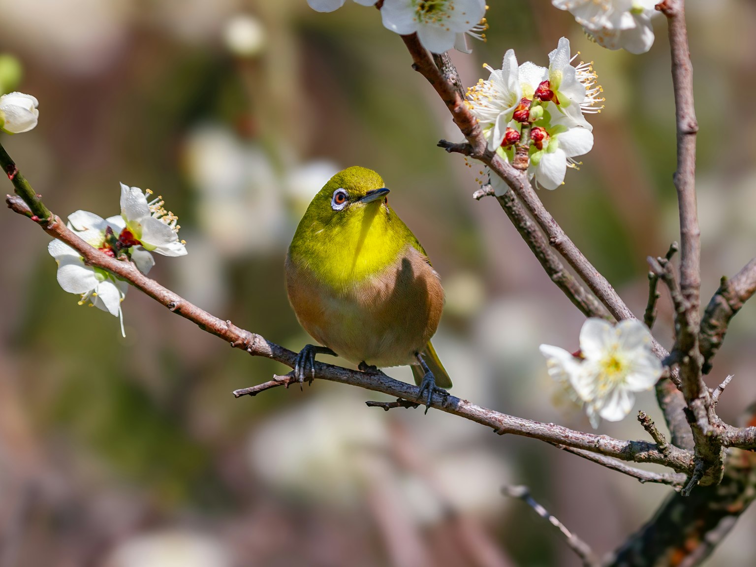 Gelbes Vogel auf einem blühenden Zweig