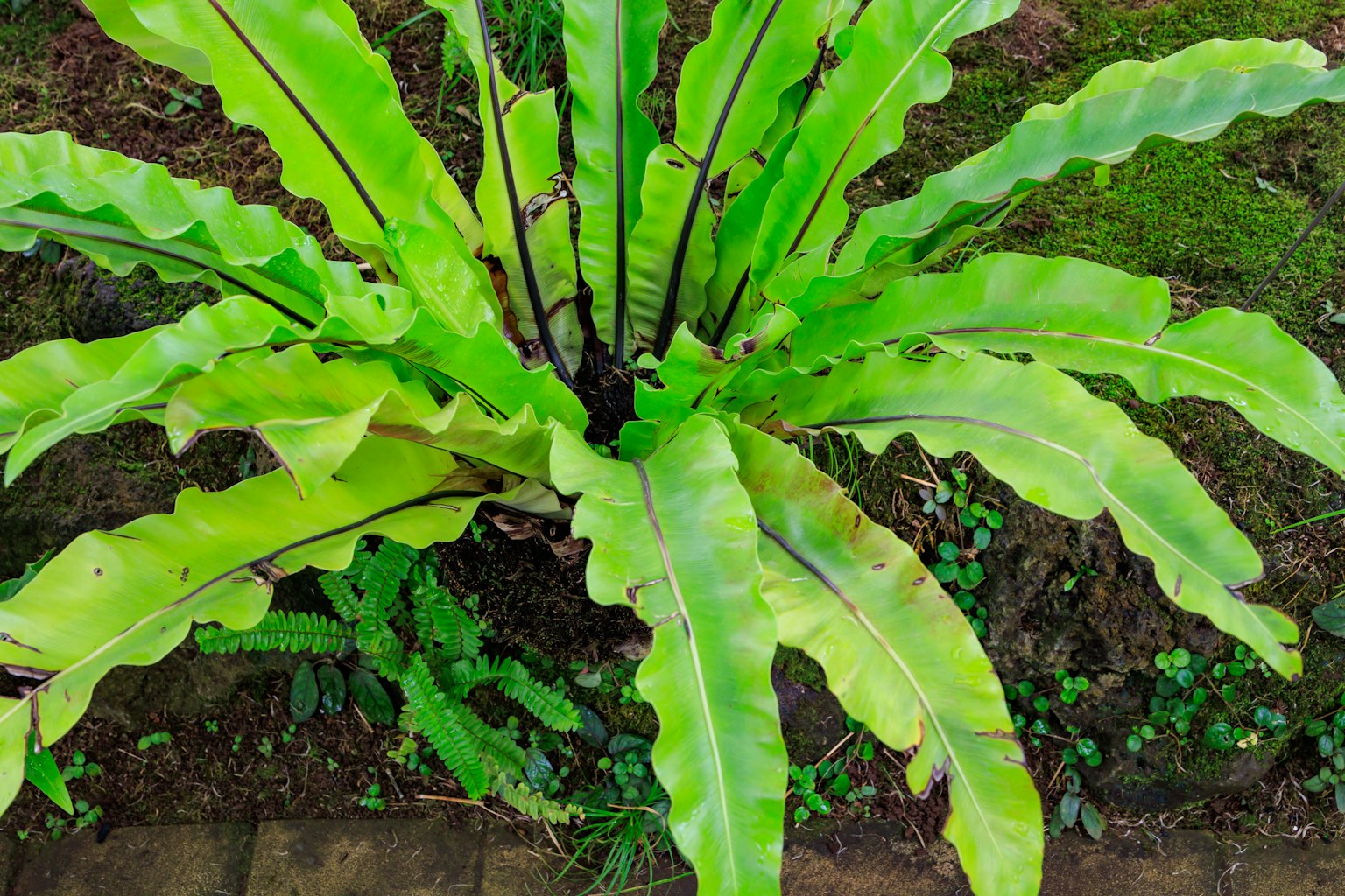Top view of a green plant with serrated leaves surrounded by grass