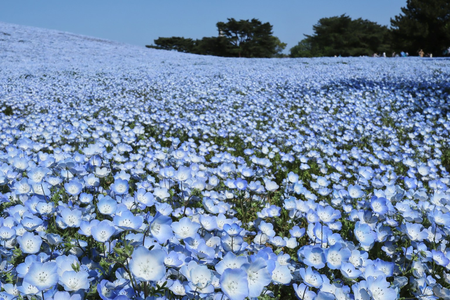 ทิวทัศน์ที่สวยงามของดอกไม้สีน้ำเงินที่บานสะพรั่ง
