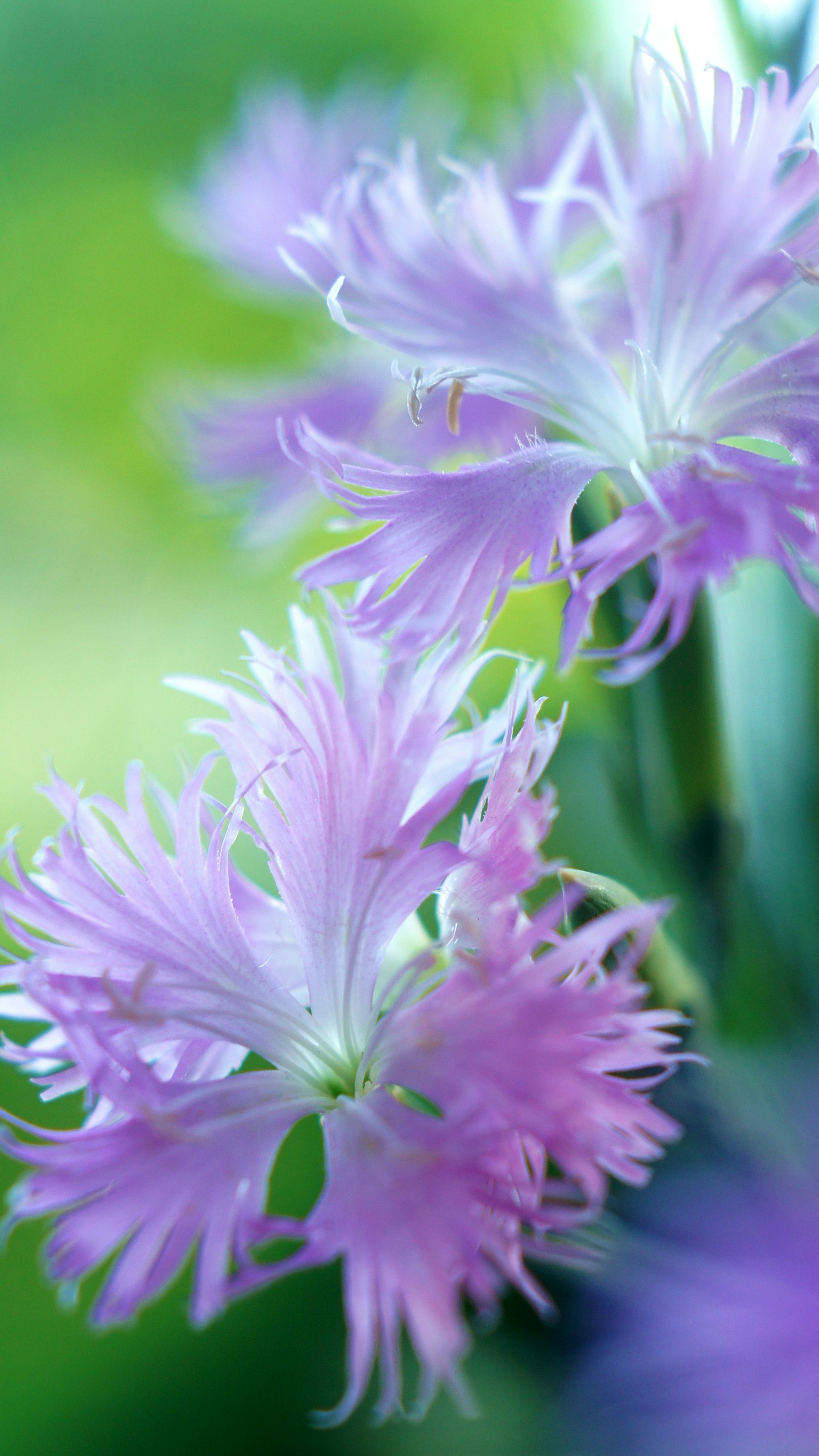 ดอกไม้สีม่วงสดใสเบ่งบาน