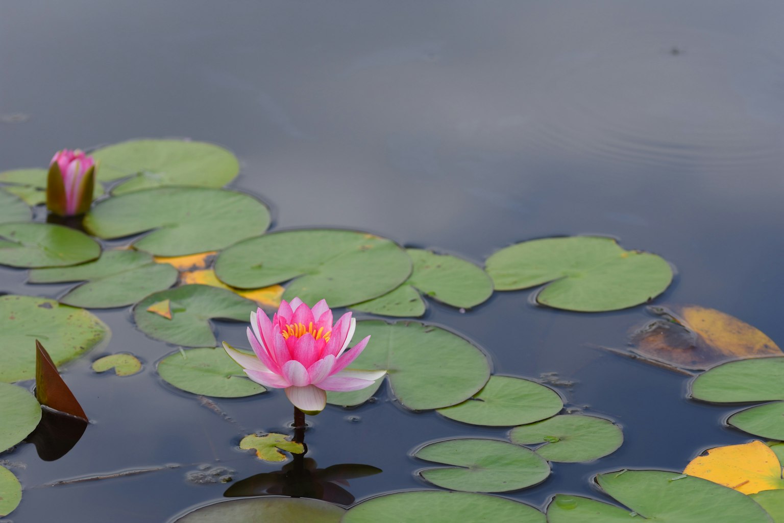 물 위에 떠 있는 아름다운 연꽃과 잎