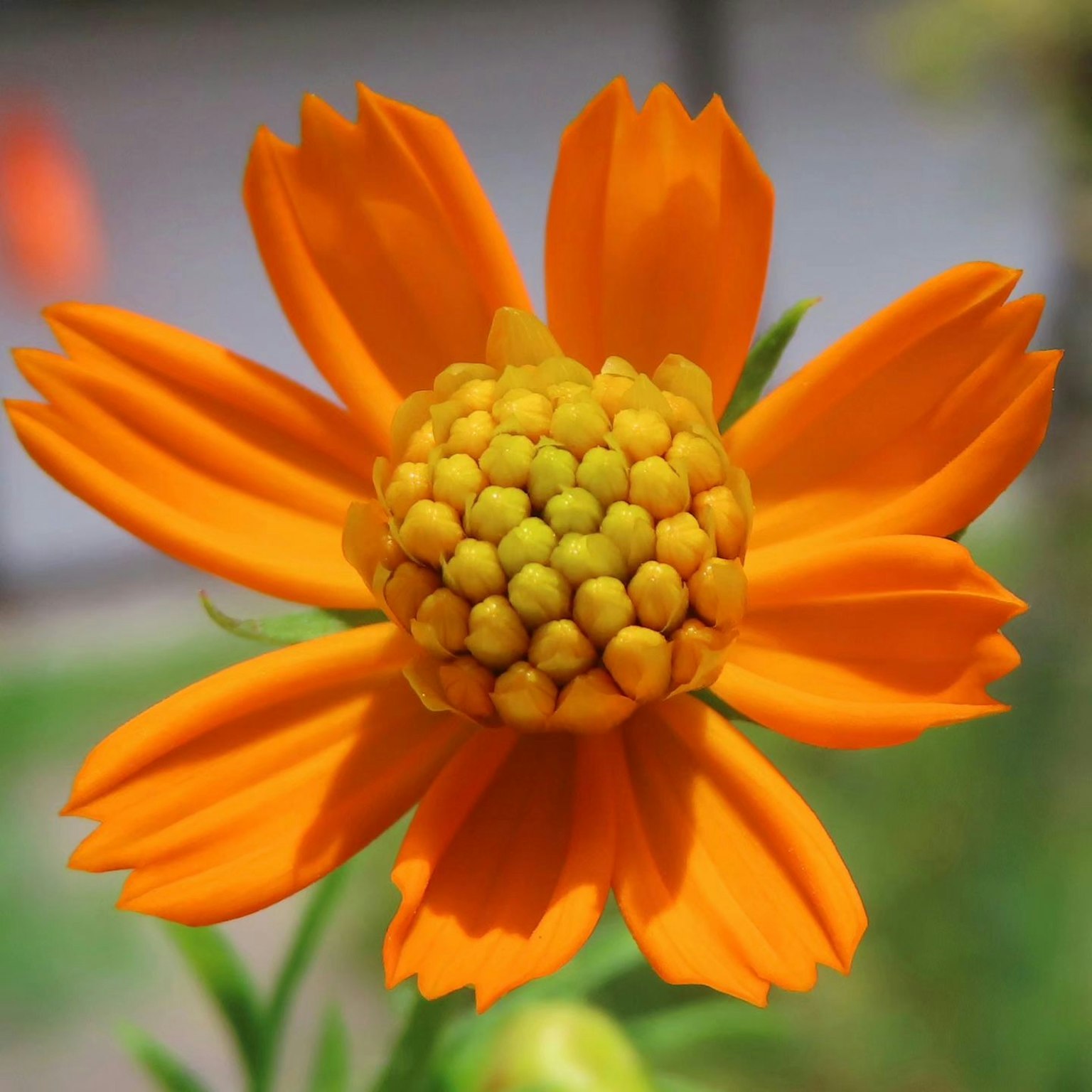 Primer plano de una flor naranja vibrante con un centro amarillo texturizado y pétalos suaves