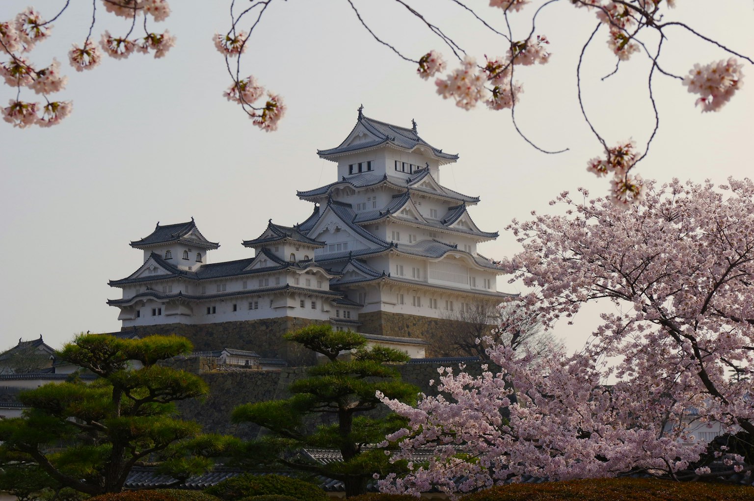 Bella vista del castello di Himeji con ciliegi in fiore