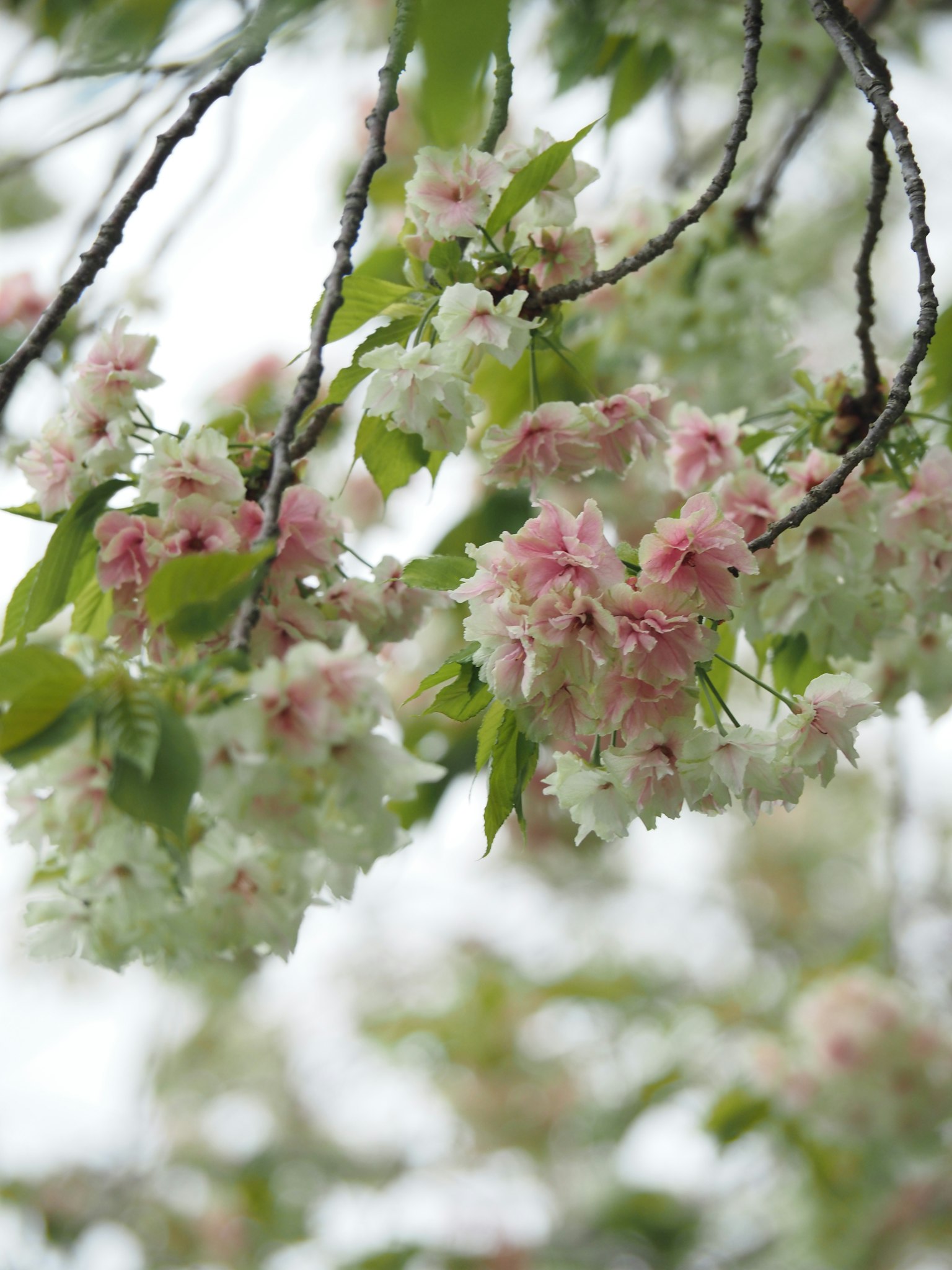 Nahaufnahme von Kirschbaumzweigen mit rosa und weißen Blüten