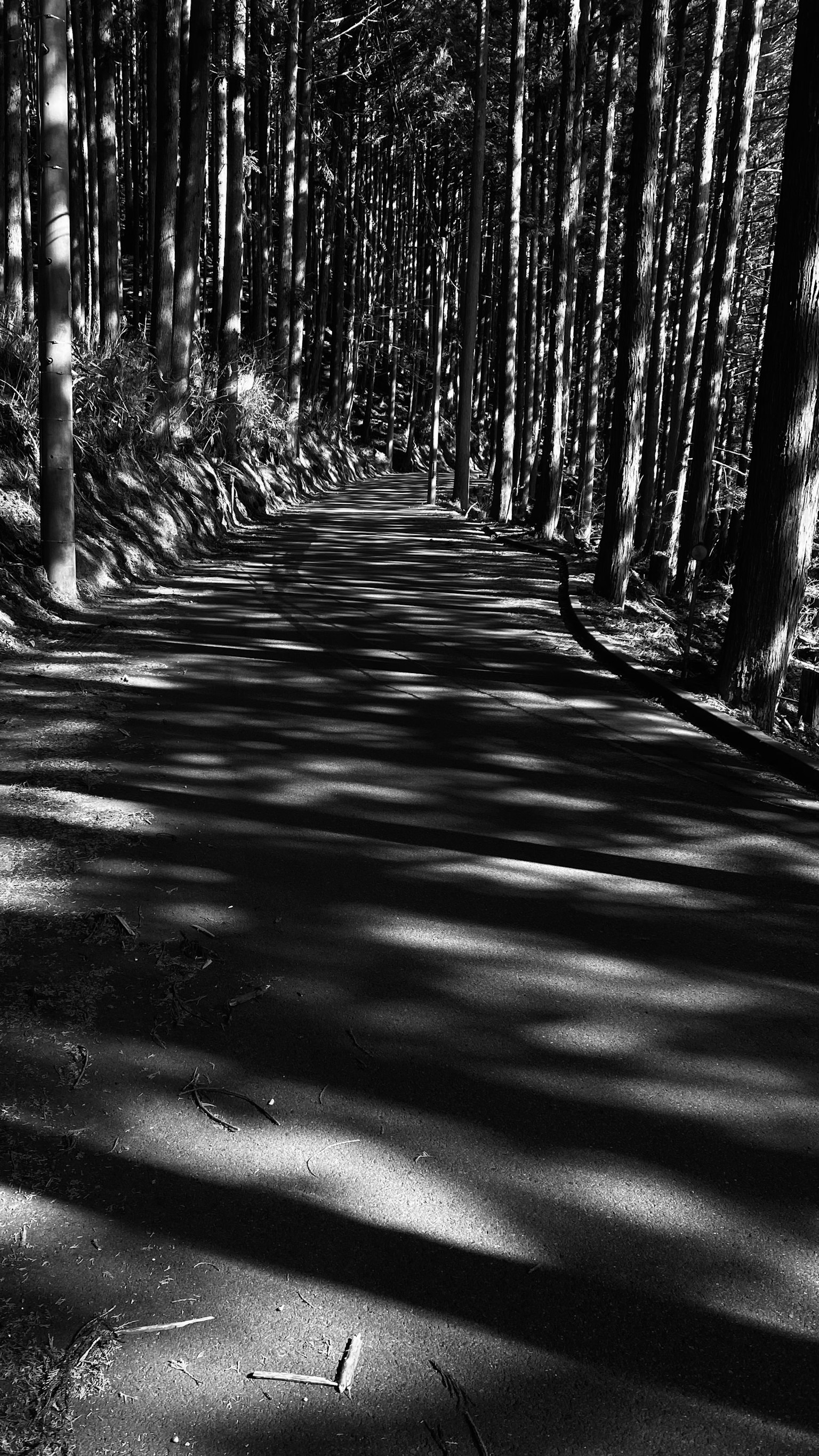 Paesaggio in bianco e nero di un sentiero forestale con ombre di alberi sul terreno