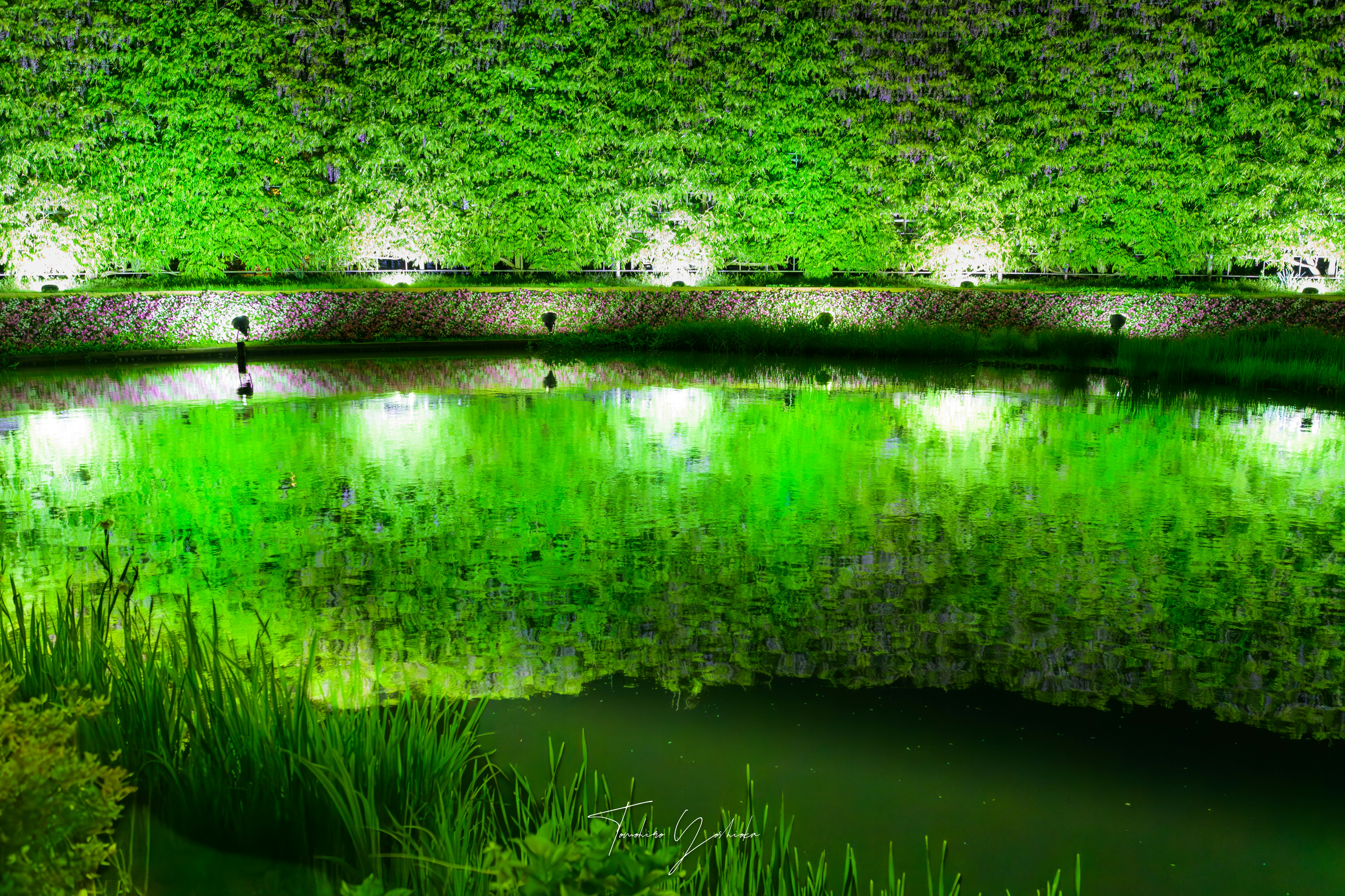 アシカガフラワーパークの池に映る藤の花と緑の景色