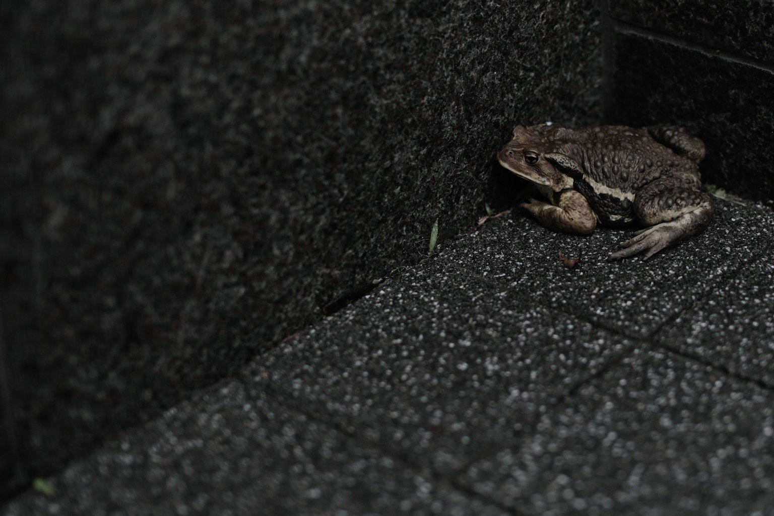 Close-up katak di sudut gelap