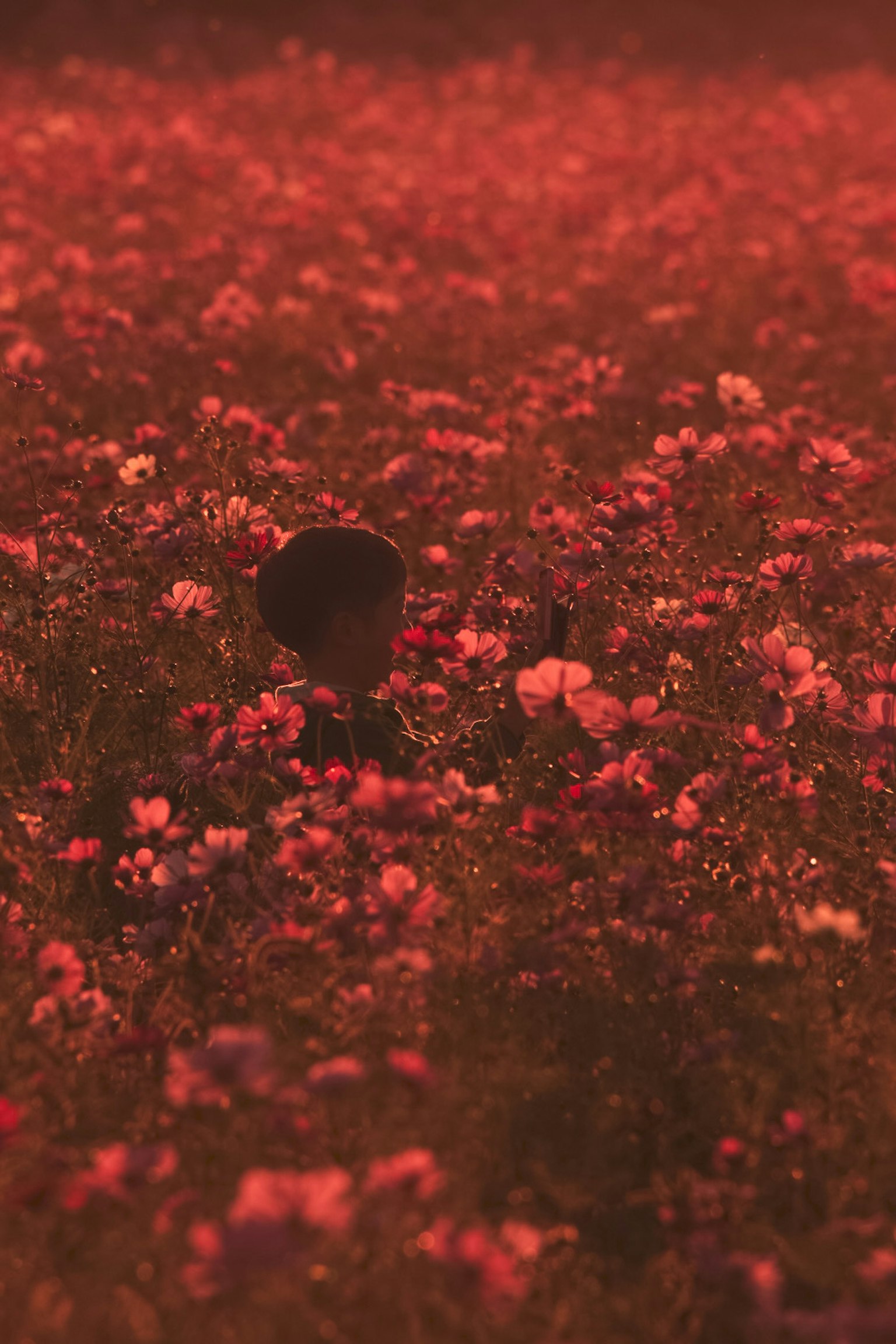 赤い花に囲まれたシルエットの人物がいる風景