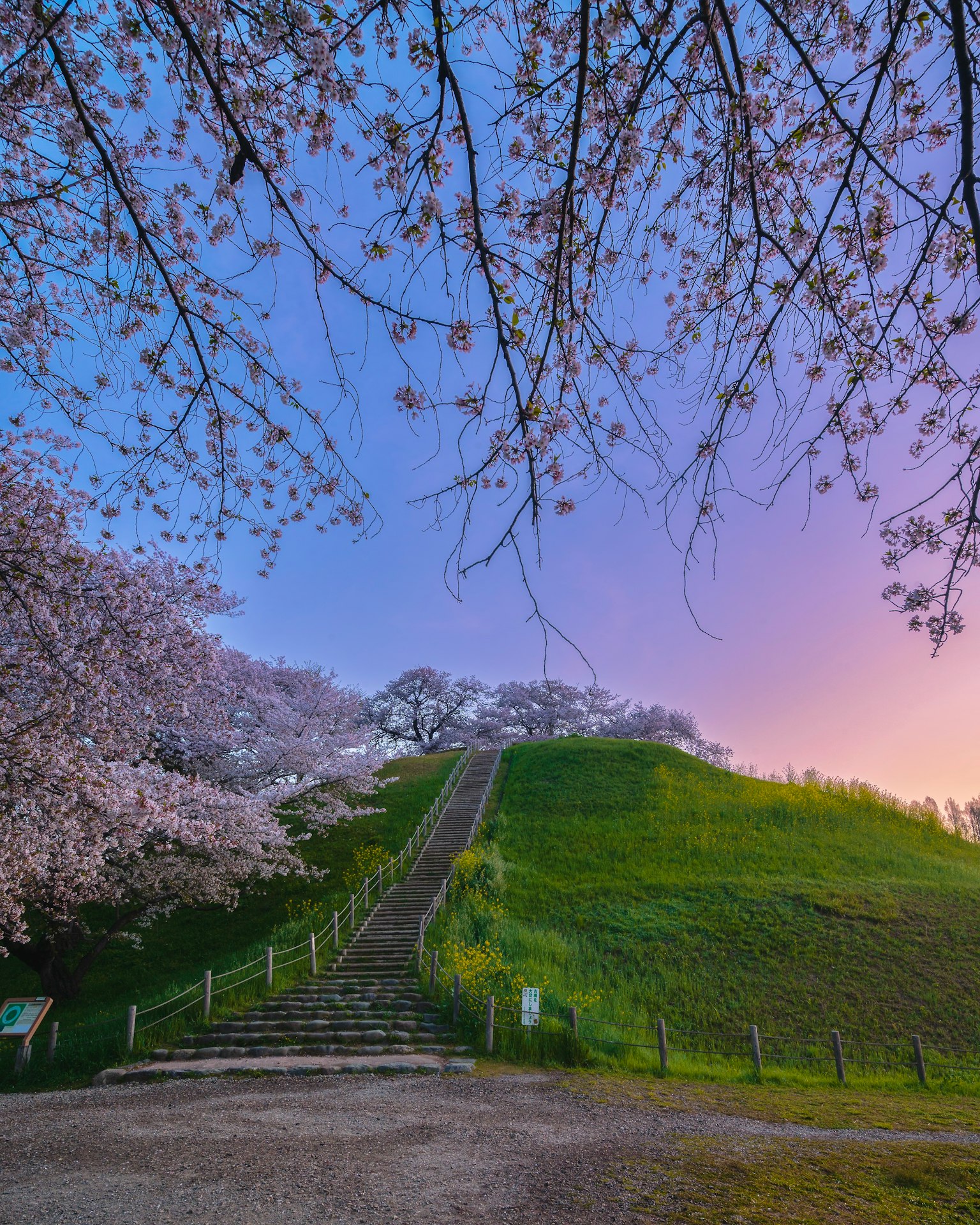 Pemandangan pohon sakura dan tangga yang mengarah ke bukit hijau