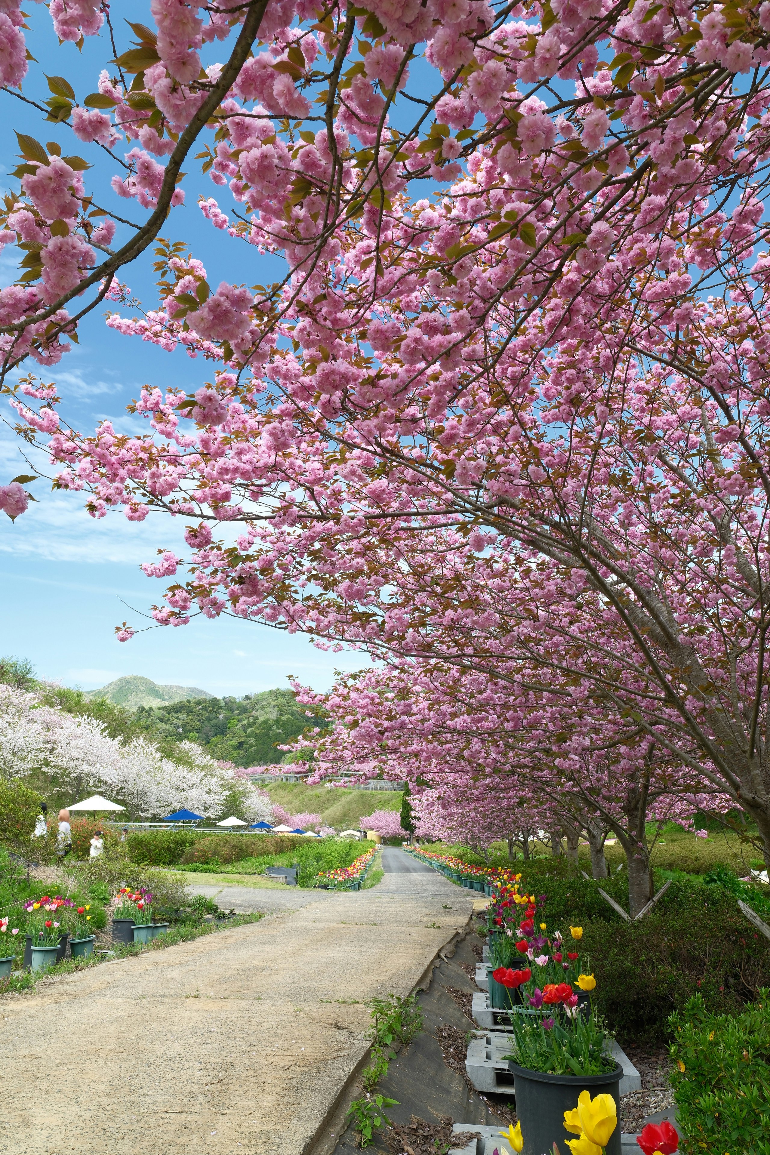 京丹後市の八重桜が咲く花郷okadaの小道と花壇