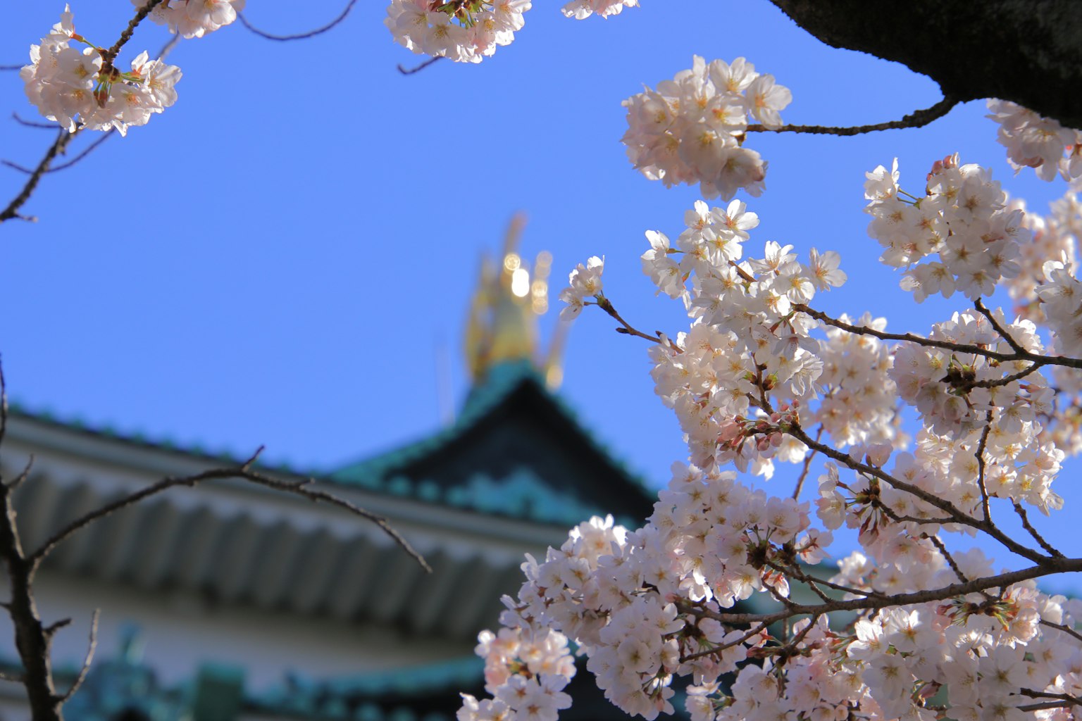 Cherry blossoms with a blue sky background highlighting Nagoya Castle's roof