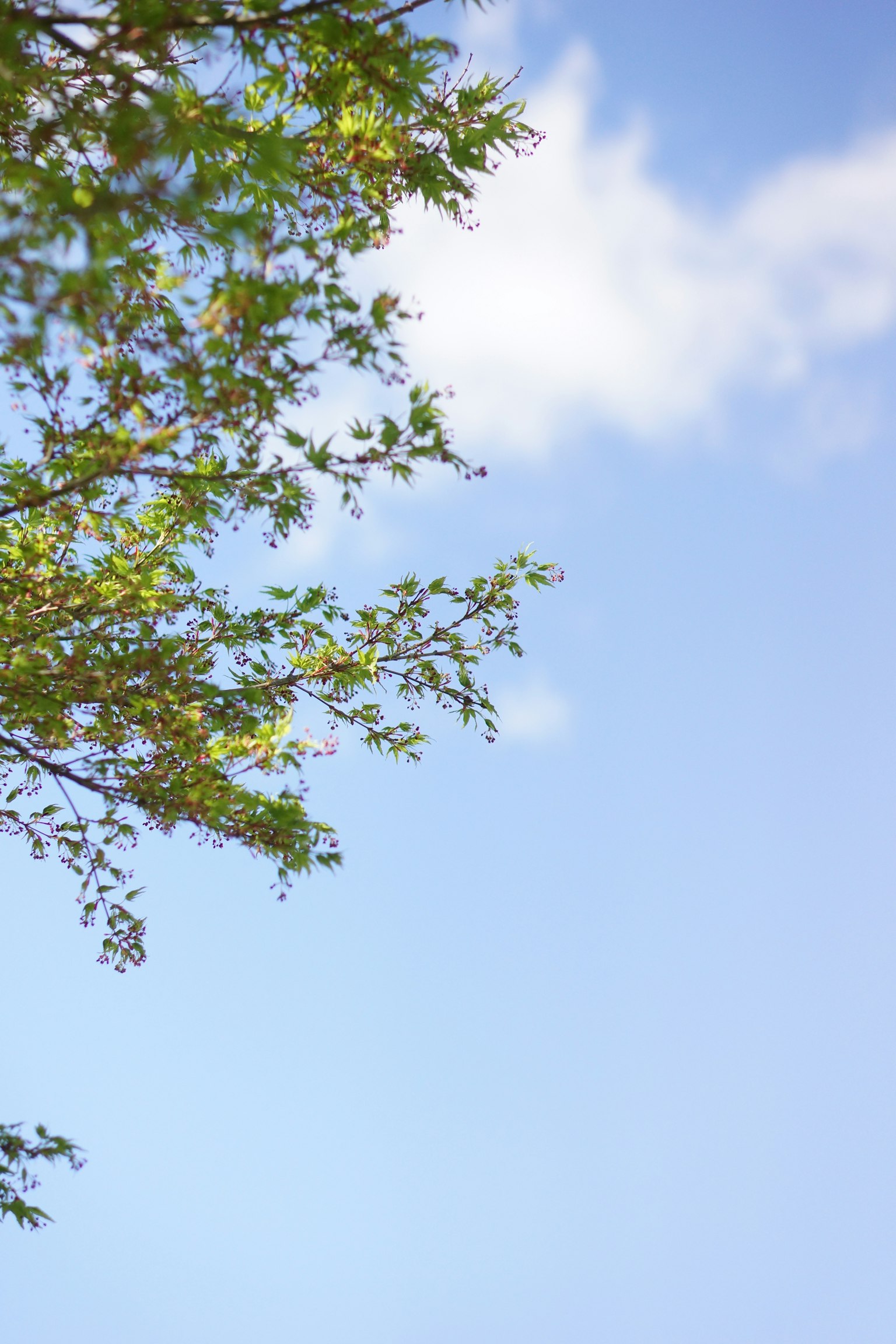 Parte superior de un árbol con hojas verdes contra un cielo azul