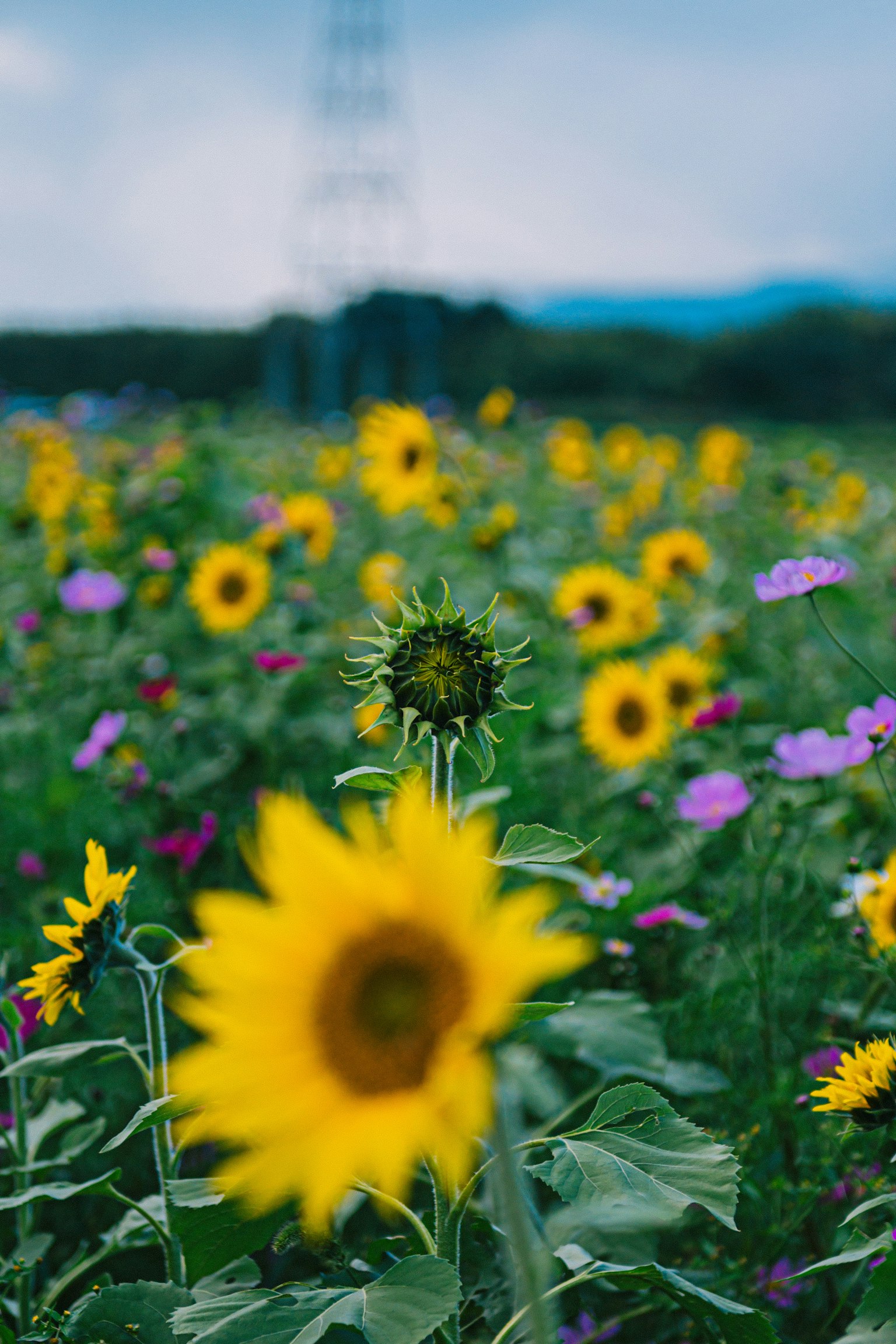 色とりどりのひまわりと野花が咲く風景