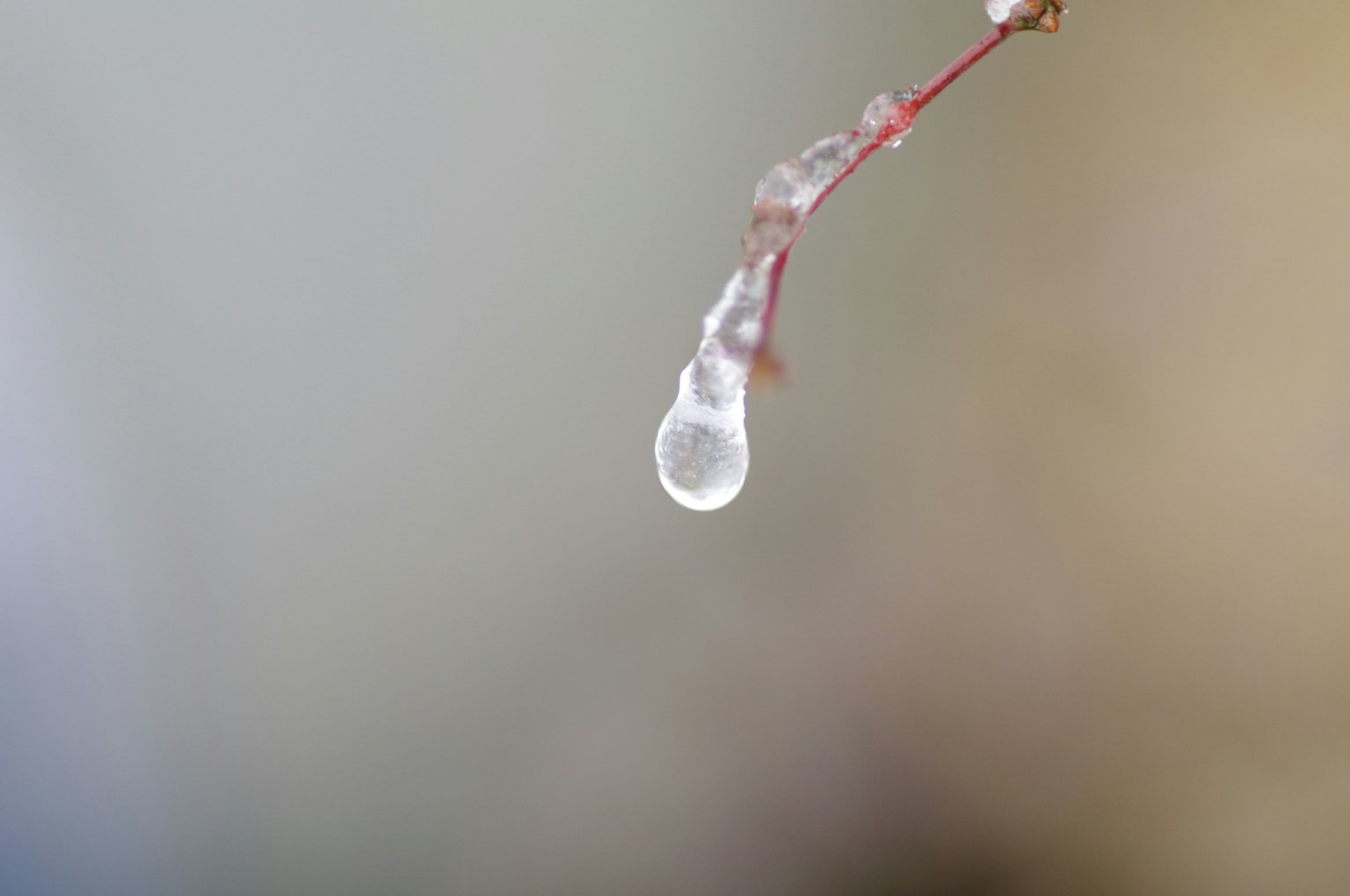 红色树枝上悬挂的水滴特写