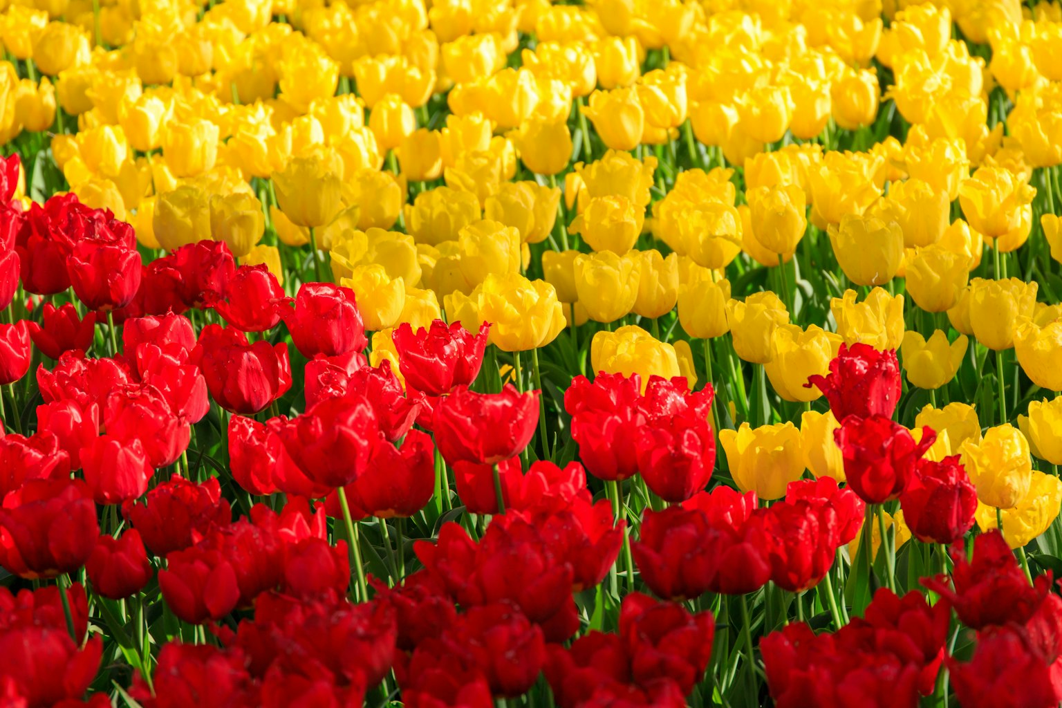 Campo di tulipani rossi e gialli in piena fioritura