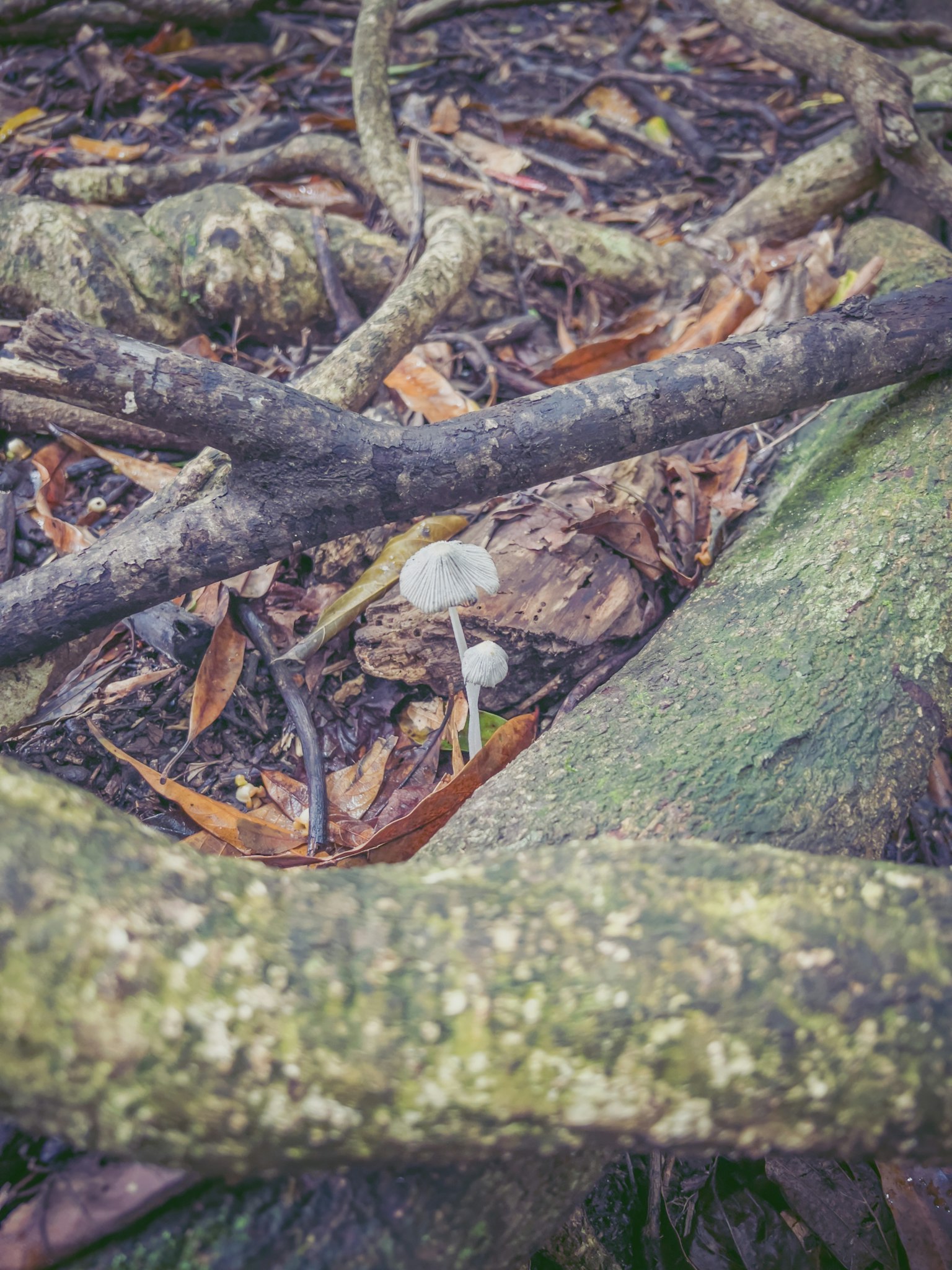 Un pequeño hongo blanco rodeado de hojas caídas y raíces de árbol