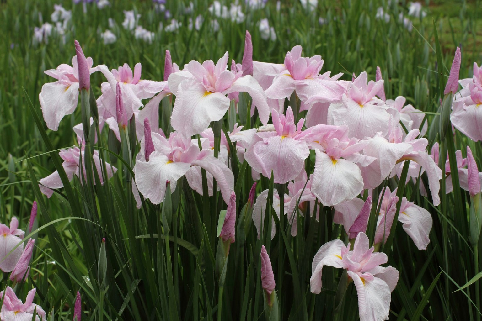 Haufen von hellrosa Irisblumen in einem Garten