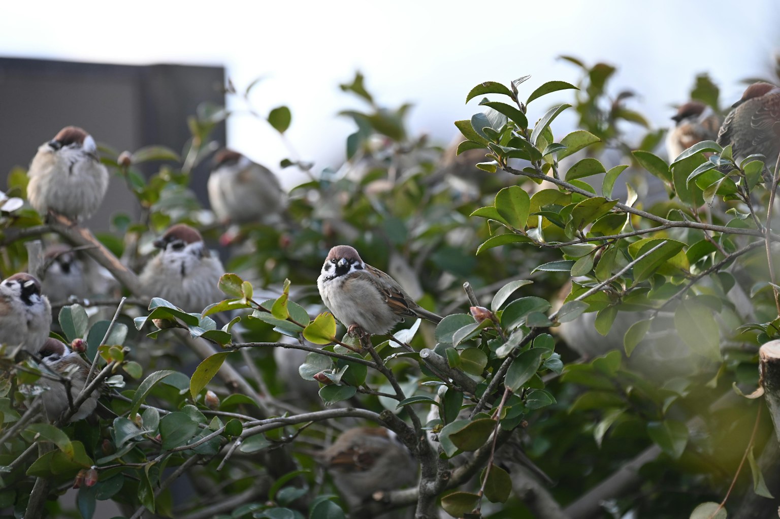 A flock of sparrows perched on tree branches